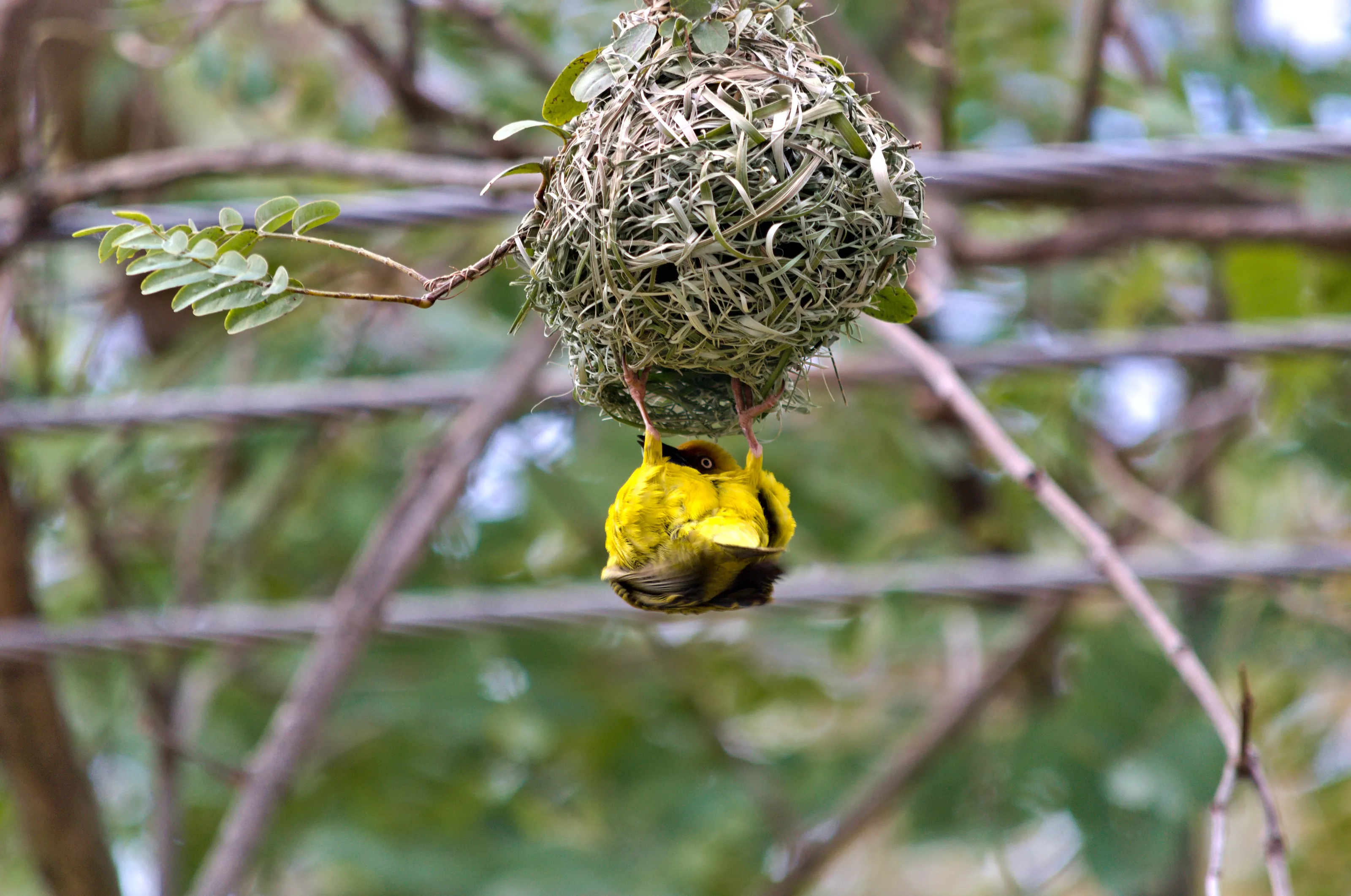 Weaver's New Home