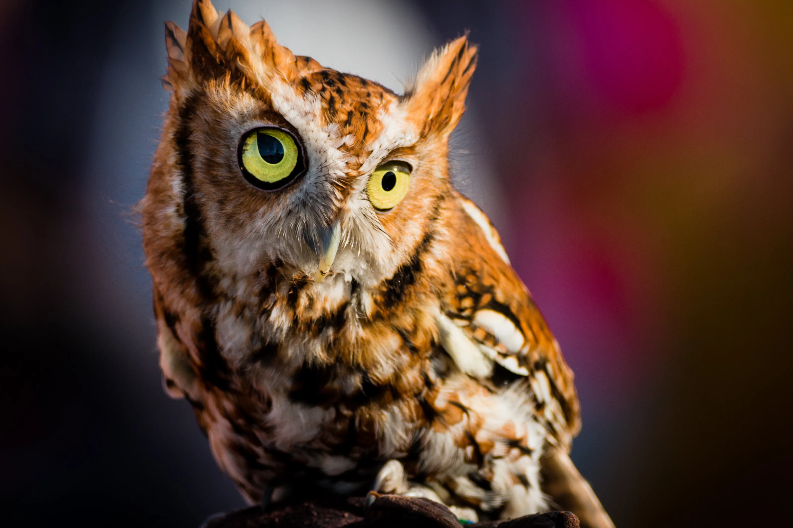 Owl Eyes