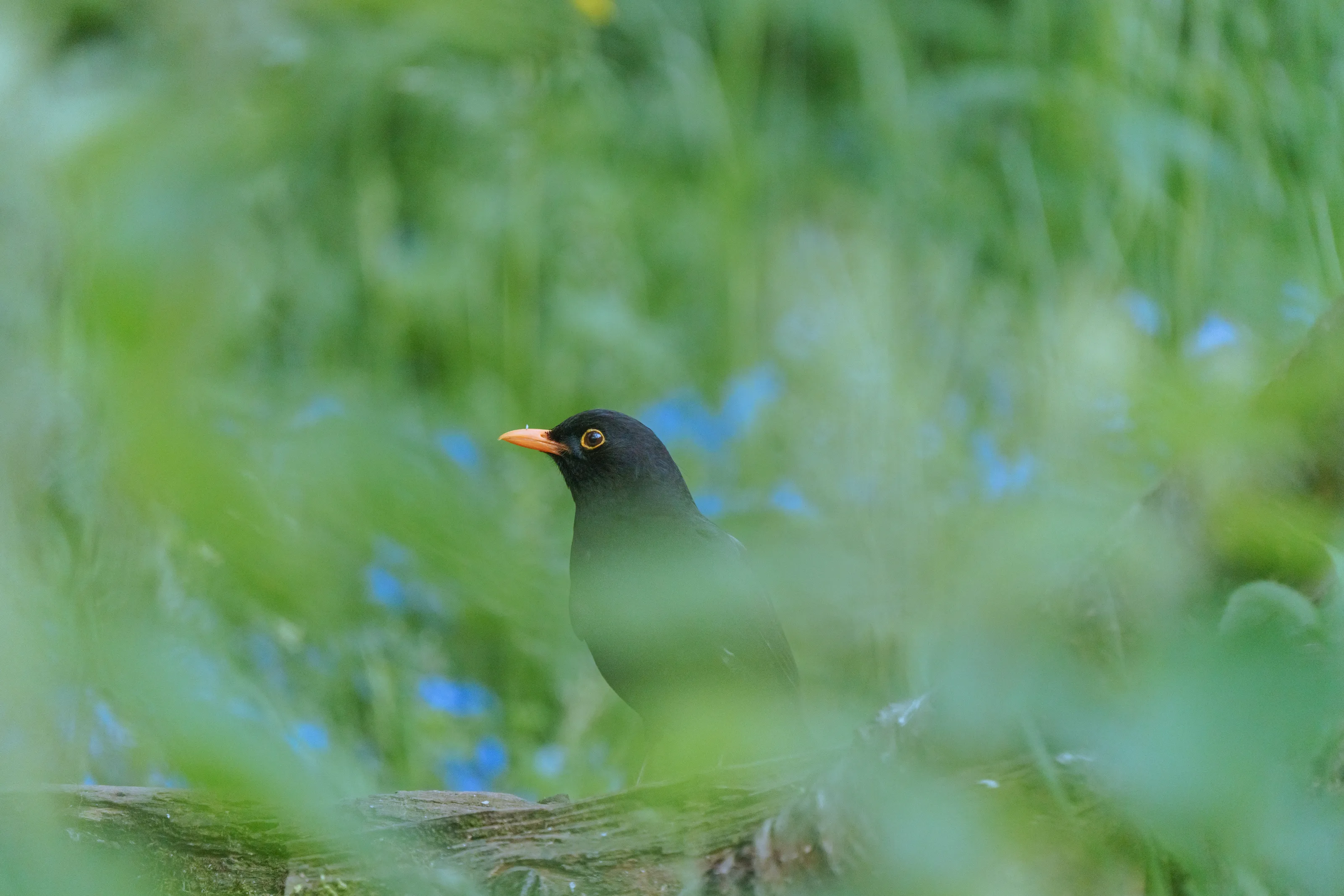 Black Bird
