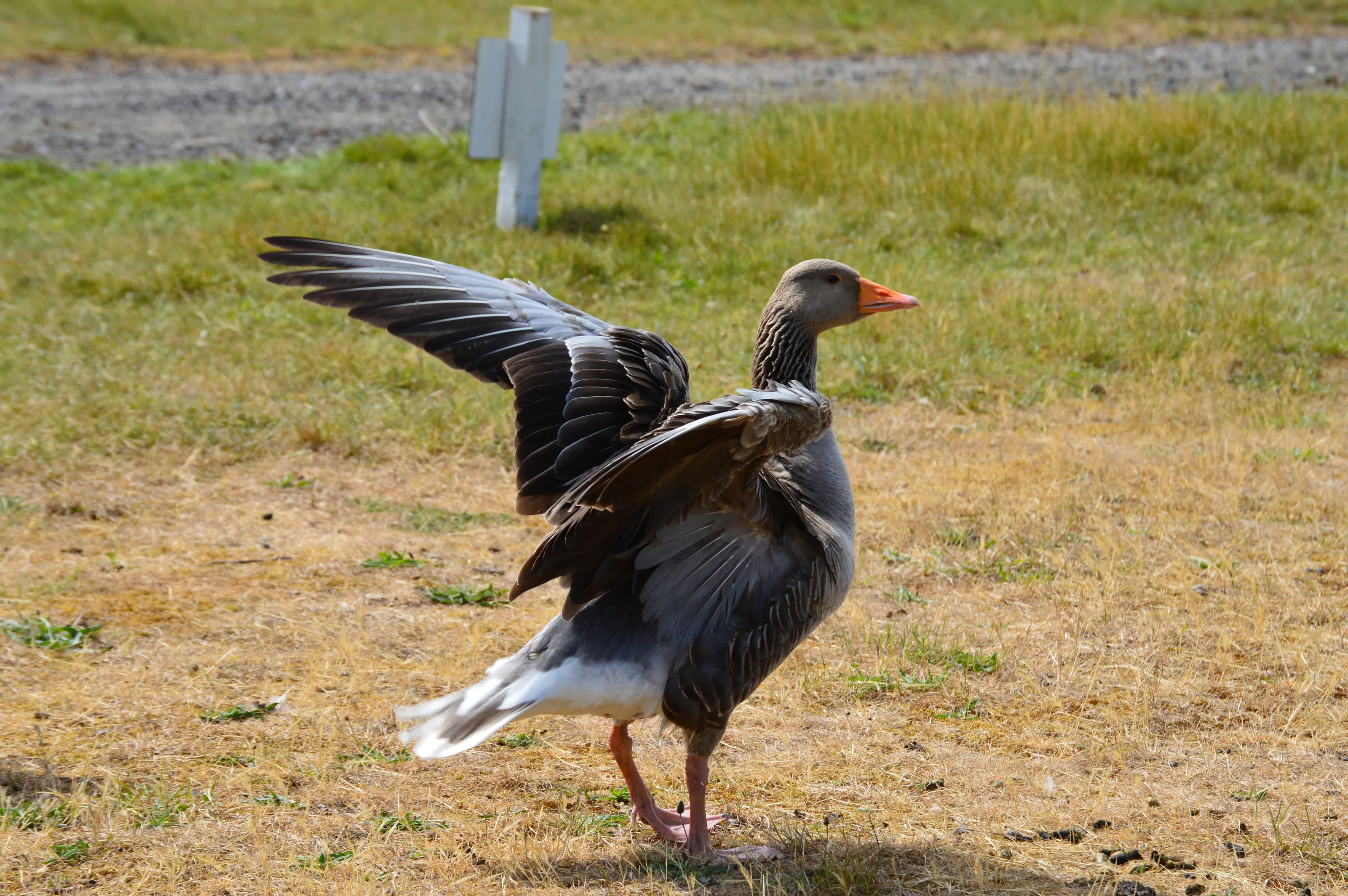 Greylag Goose