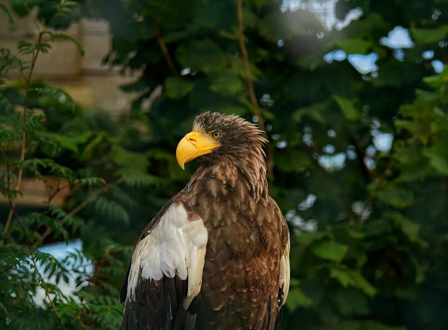Eagle