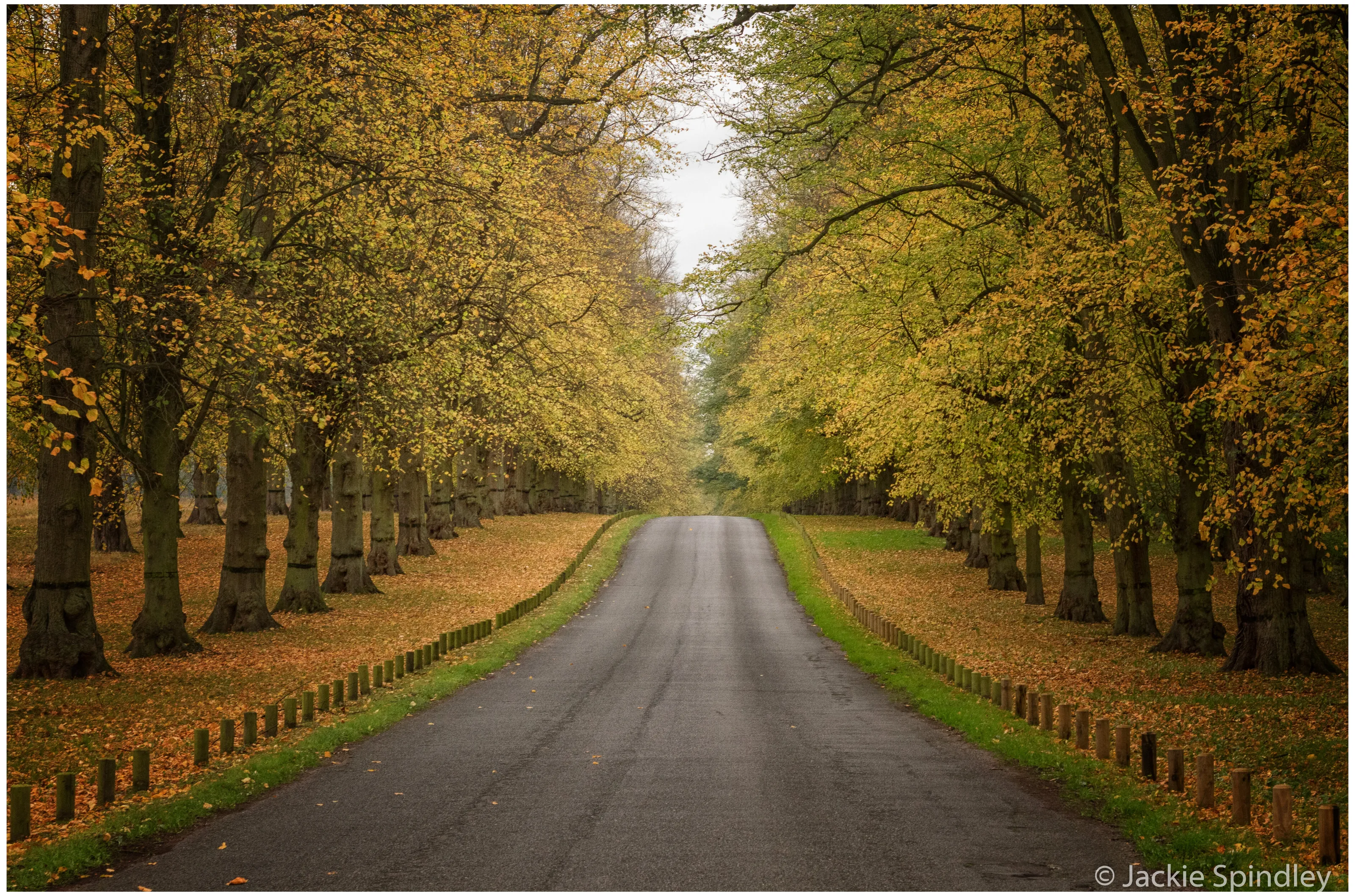 Clumber Leaves