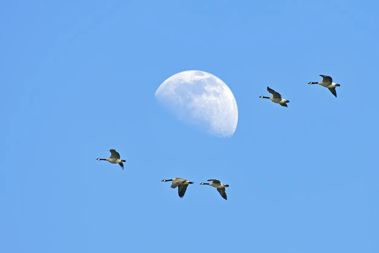 Wild geese
