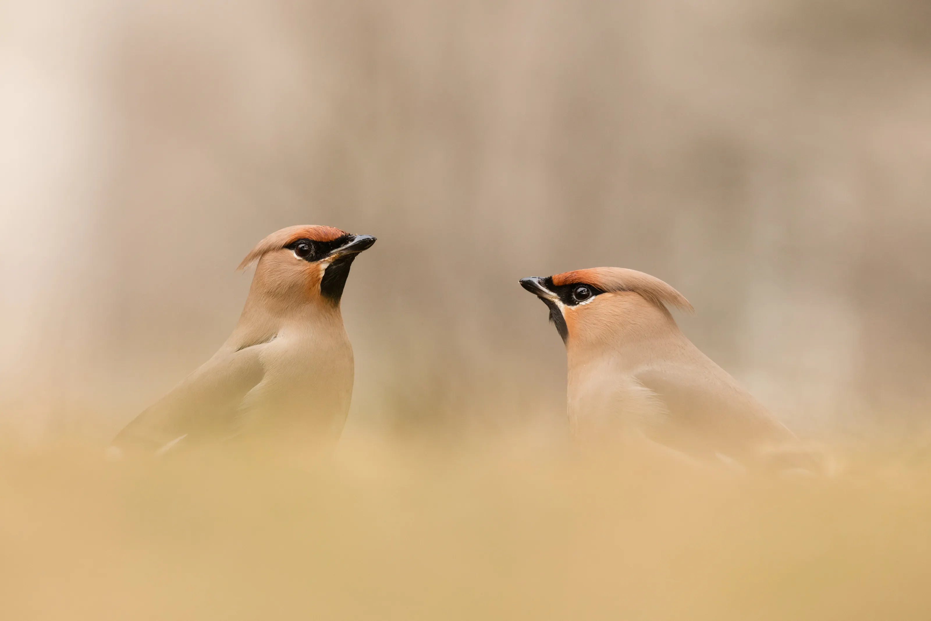 Waxwings