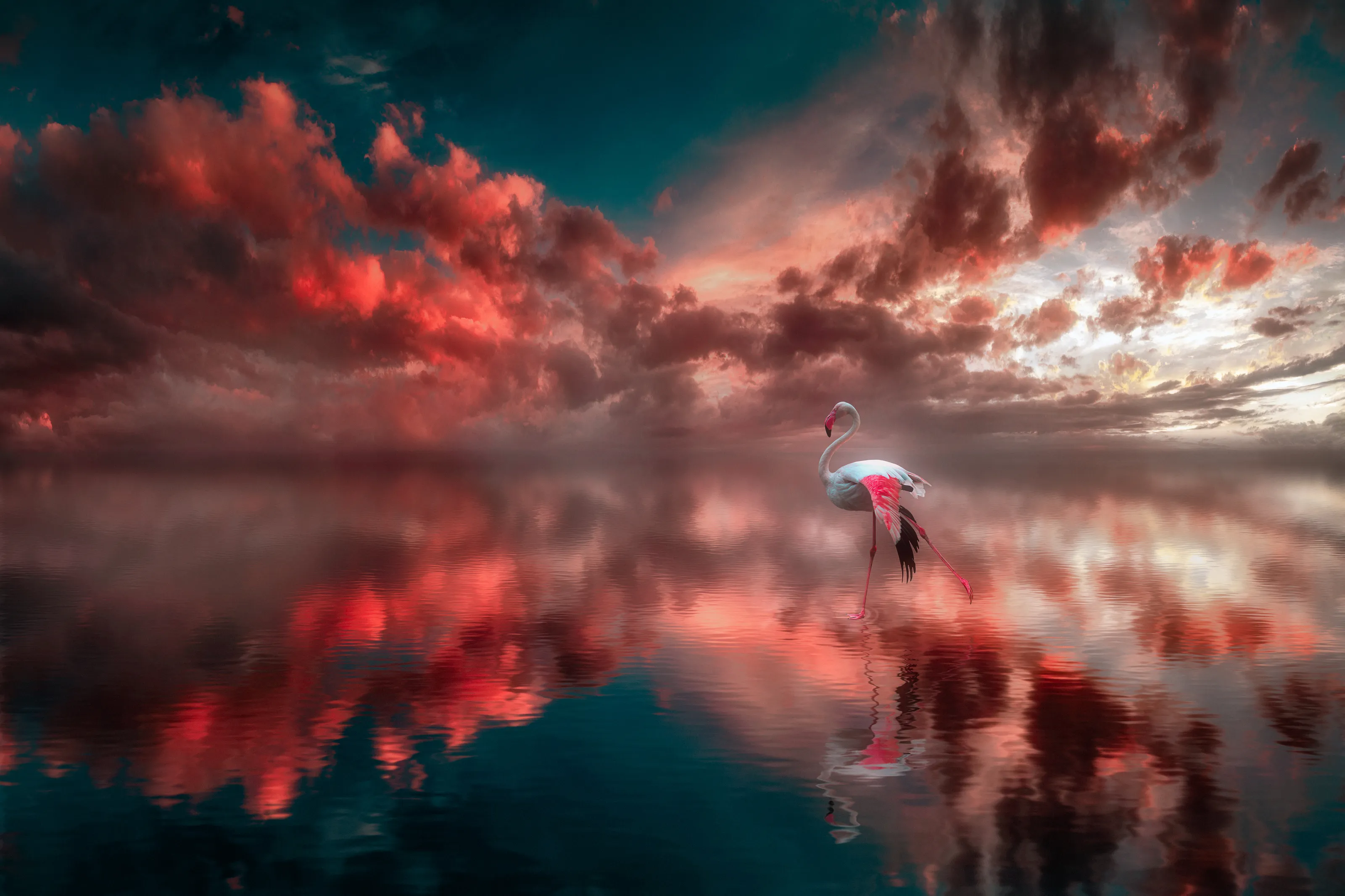 Flamingo