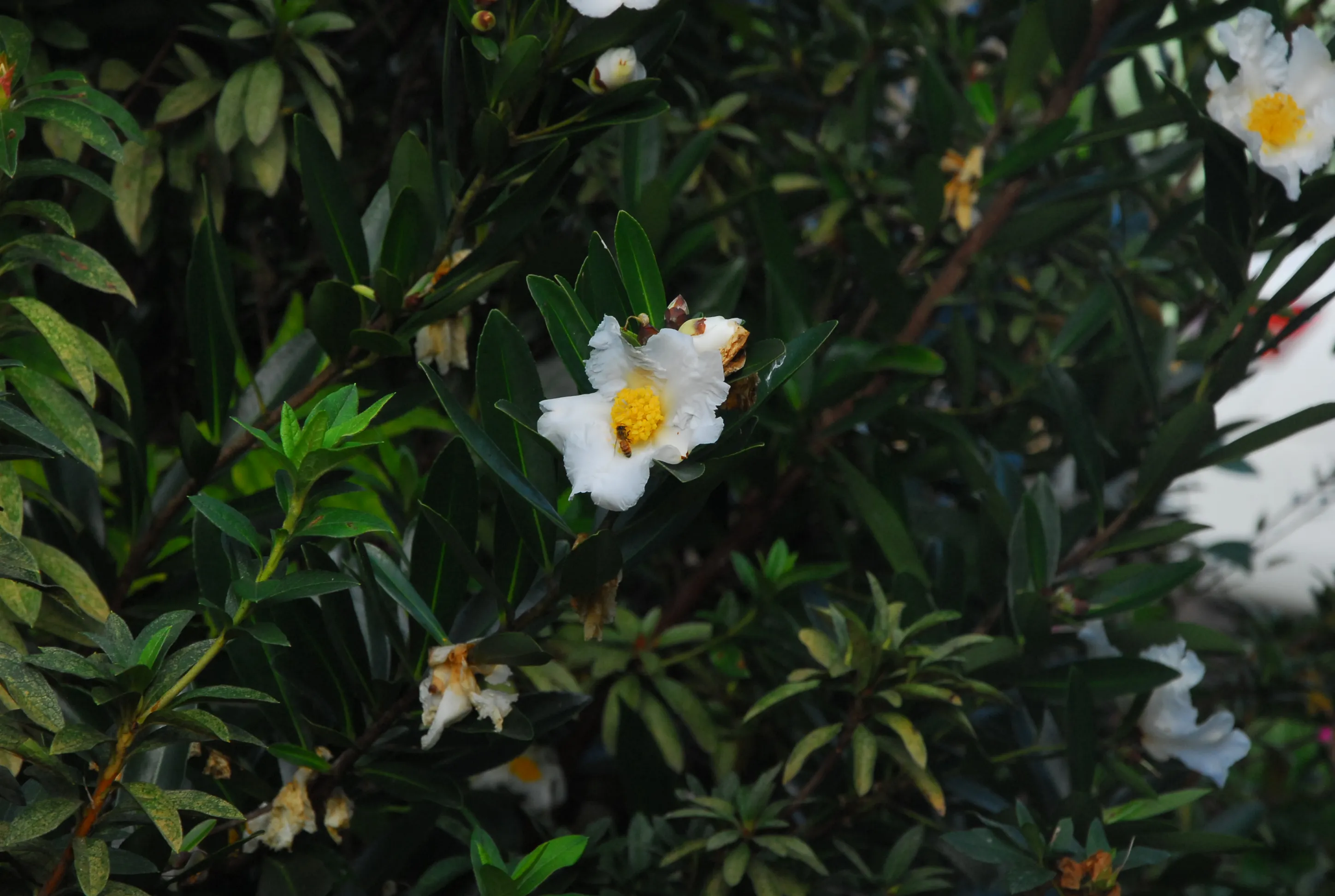 White flower