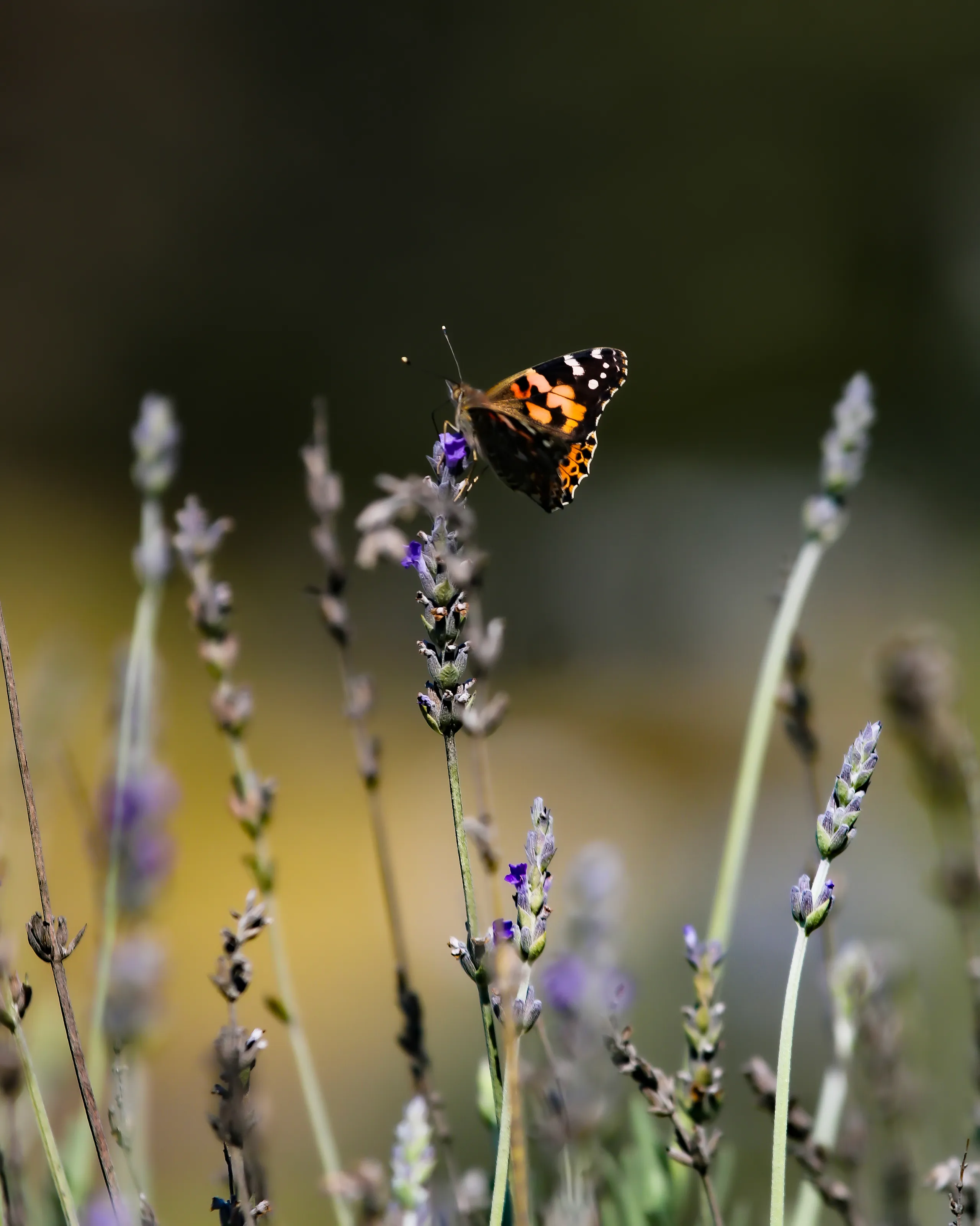 Fragile Beauty