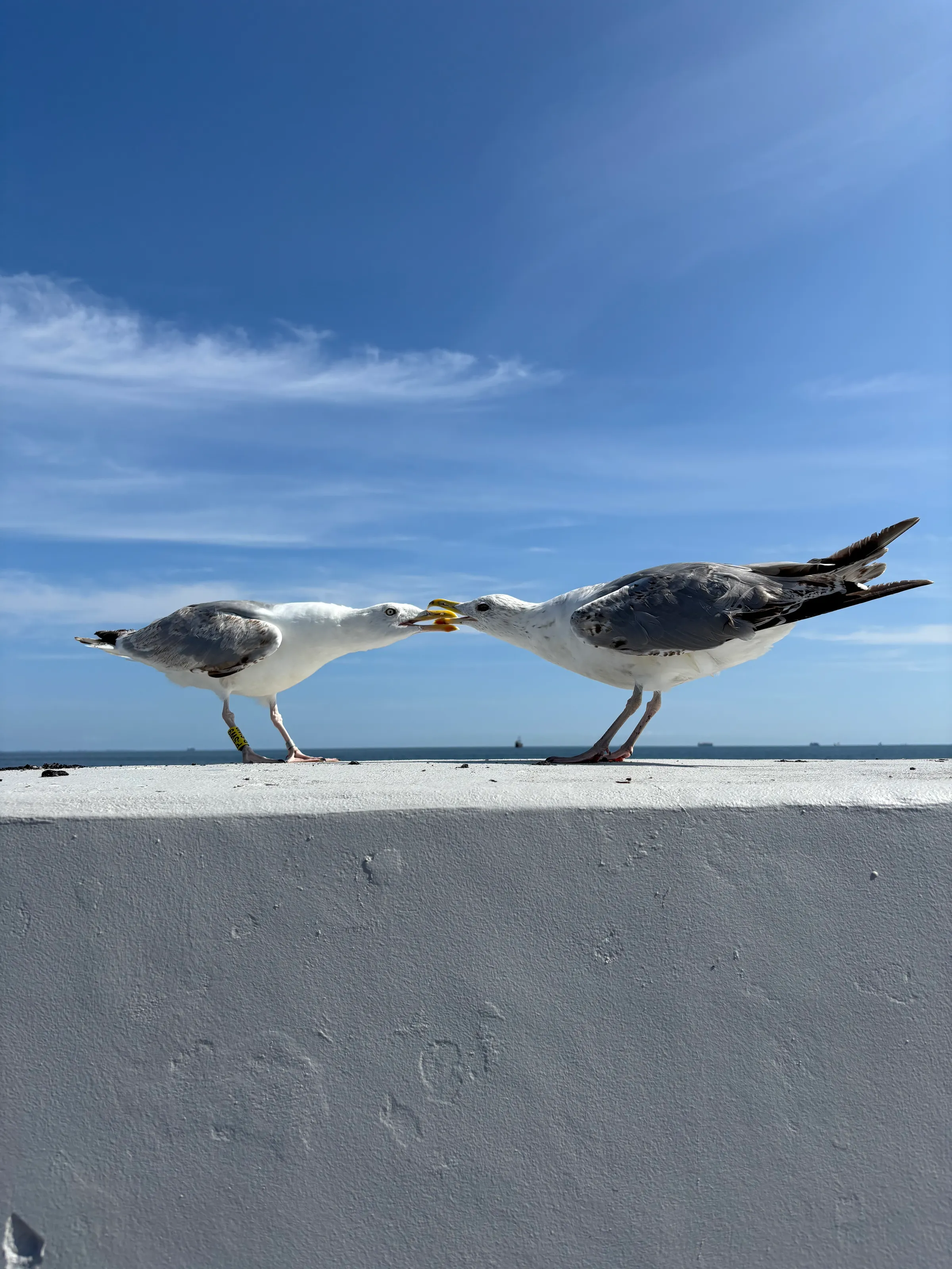 2 Seagulls Fighting