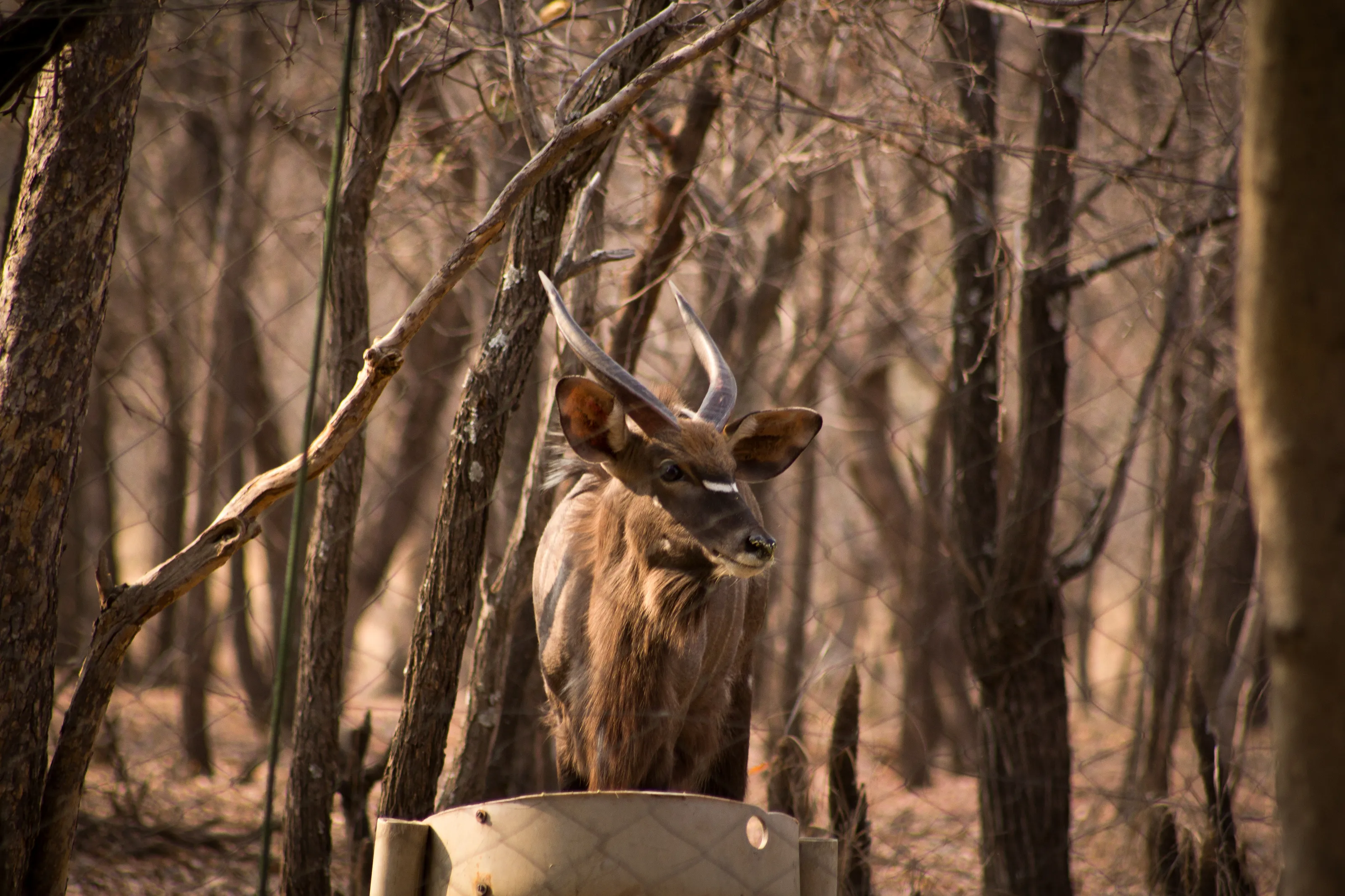 The Beauty of The Wildlife.