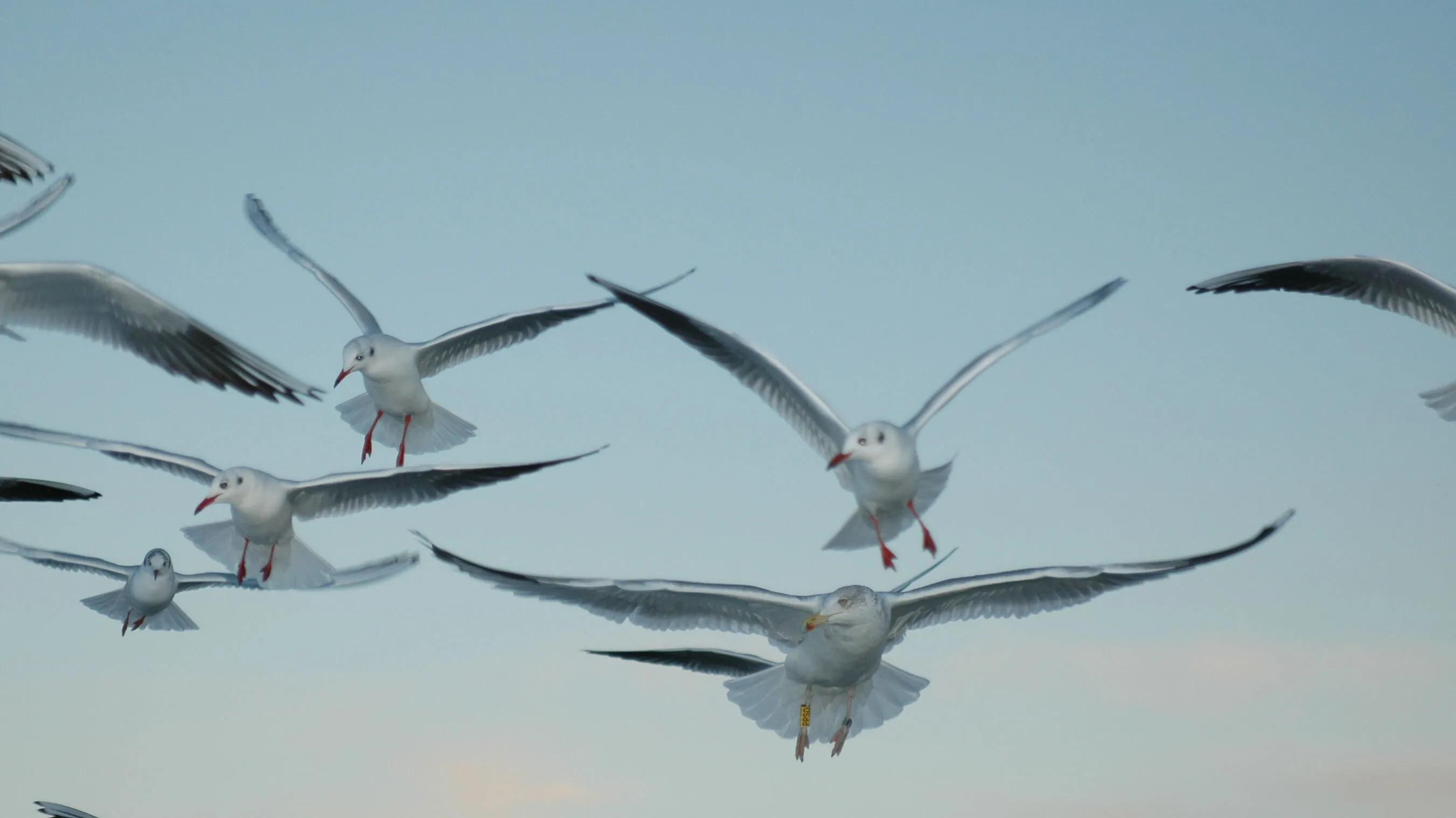 Winter Gulls