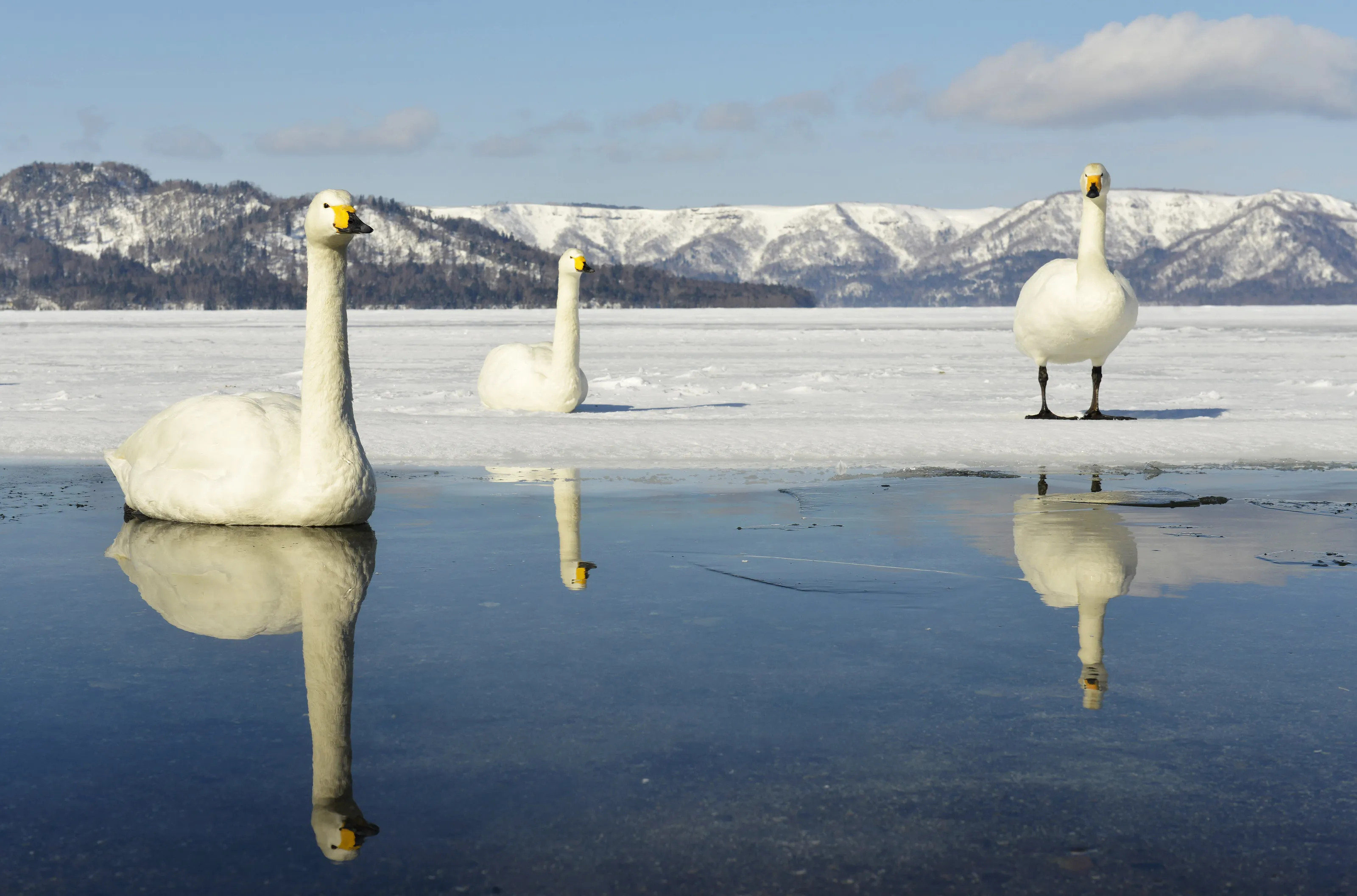 Whoopers on ice