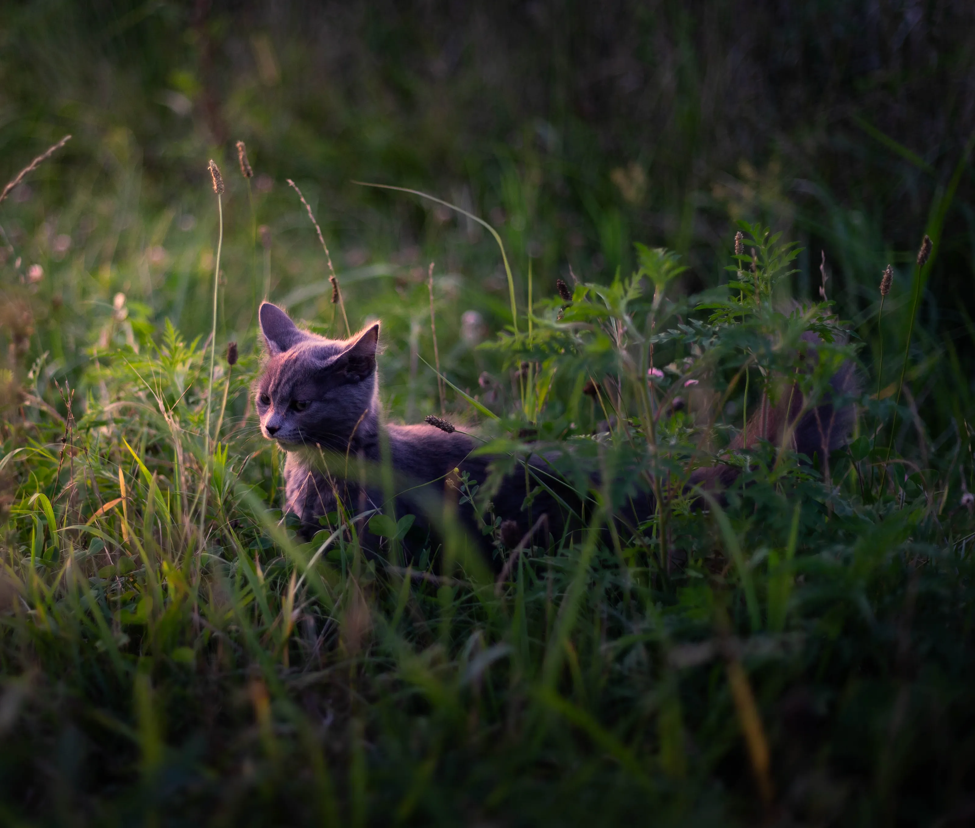 The lone kitty