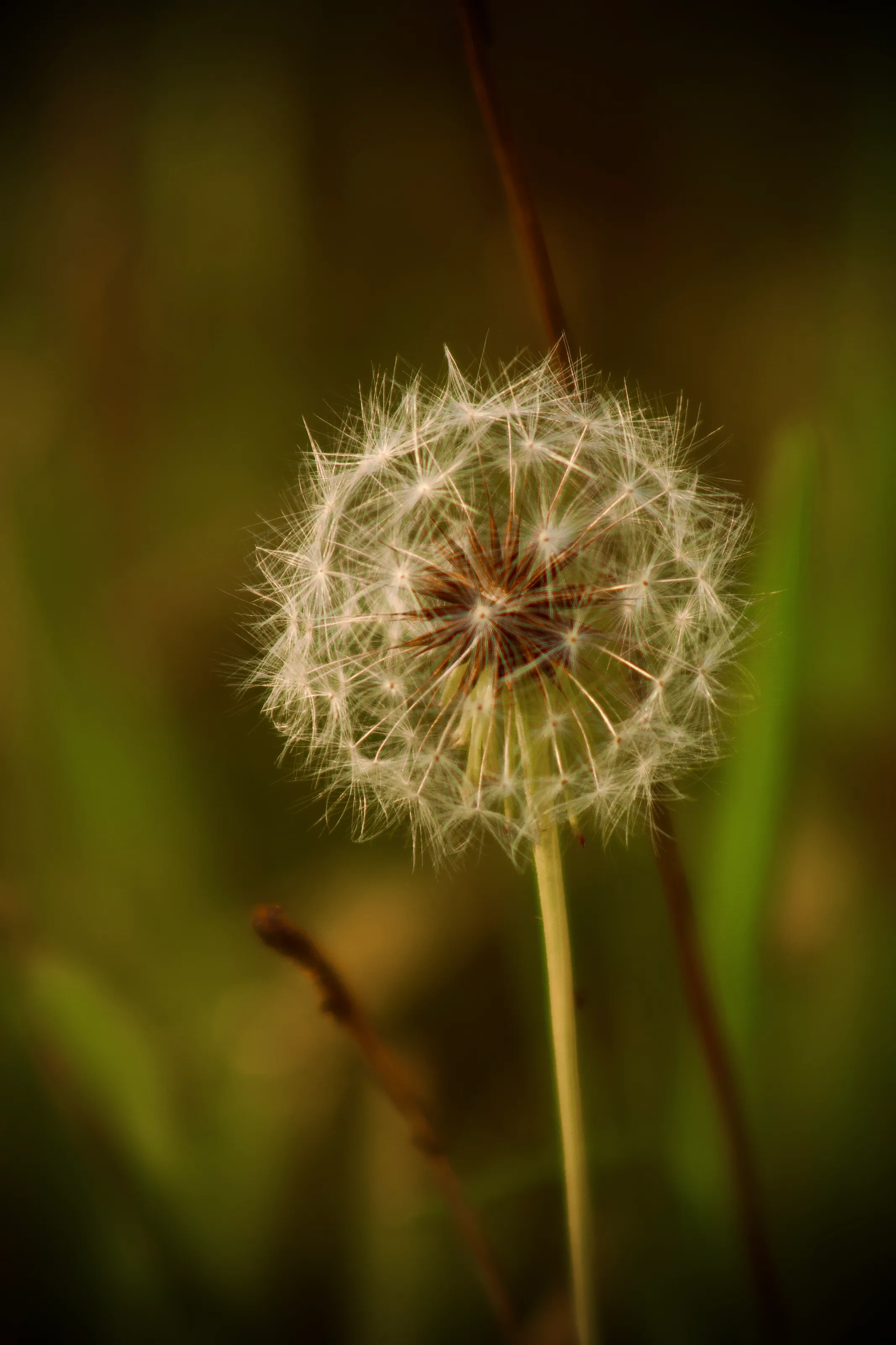 Dandelion