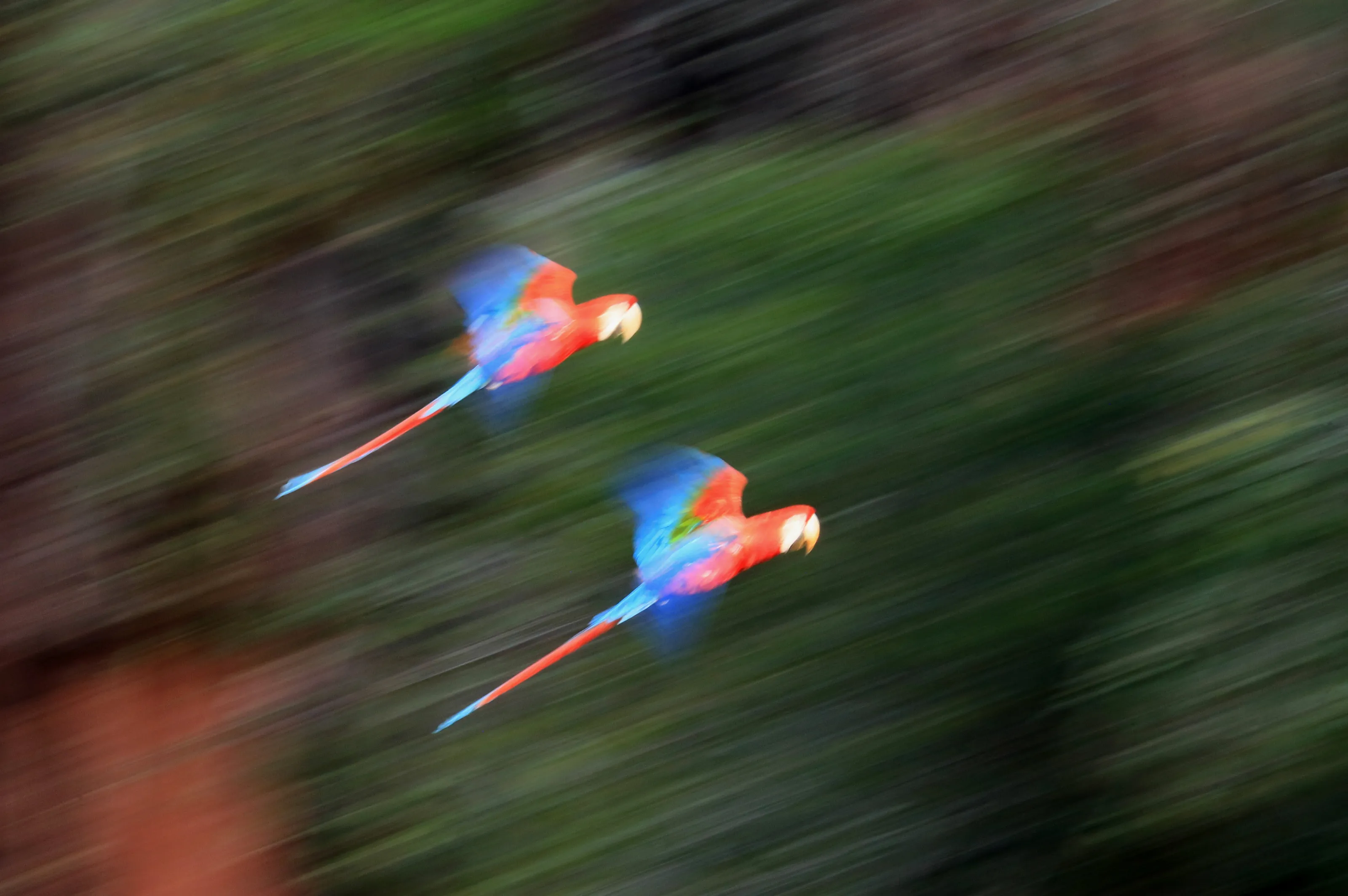Macaws in a hurry