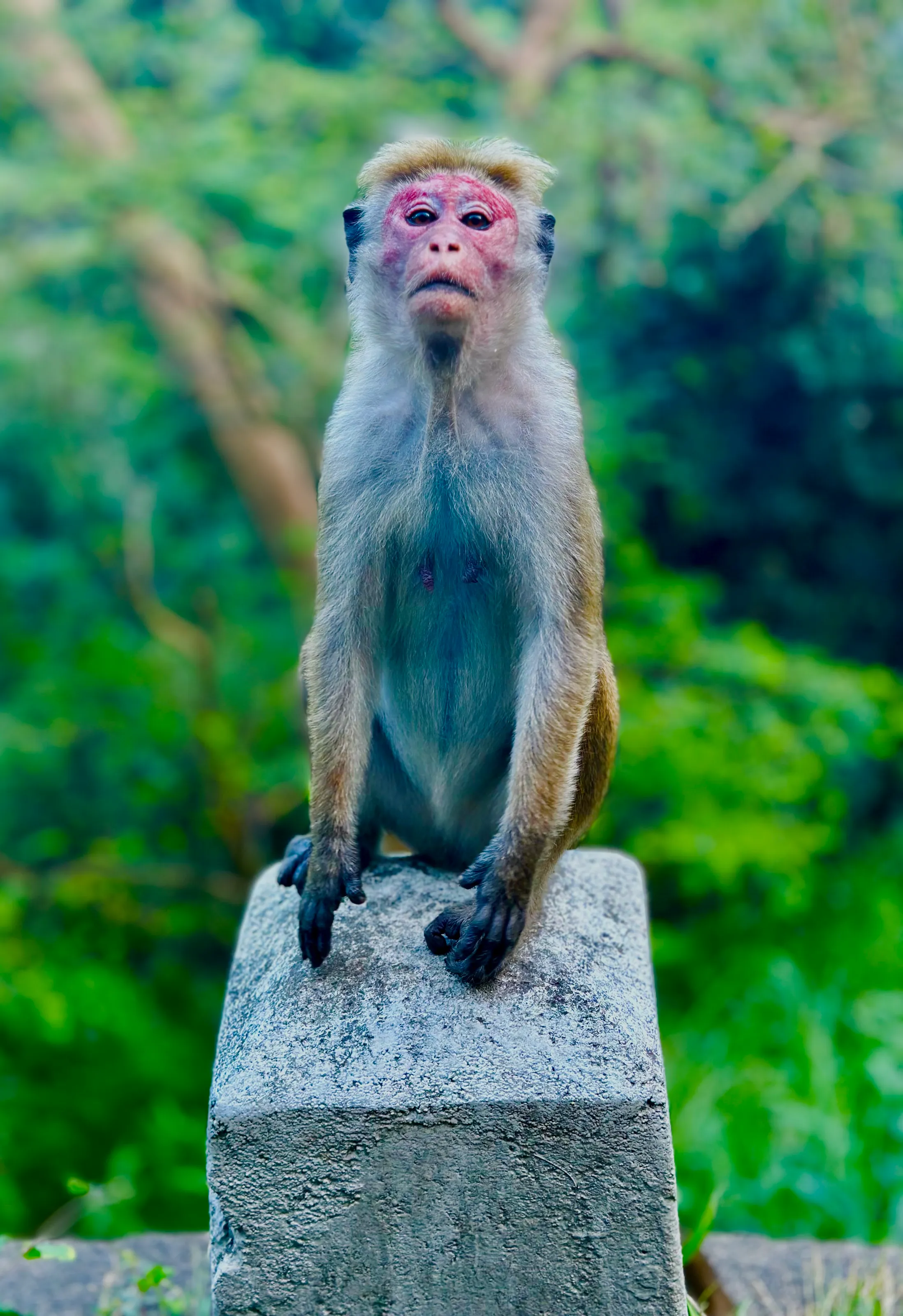 Ella, Sri Lanka