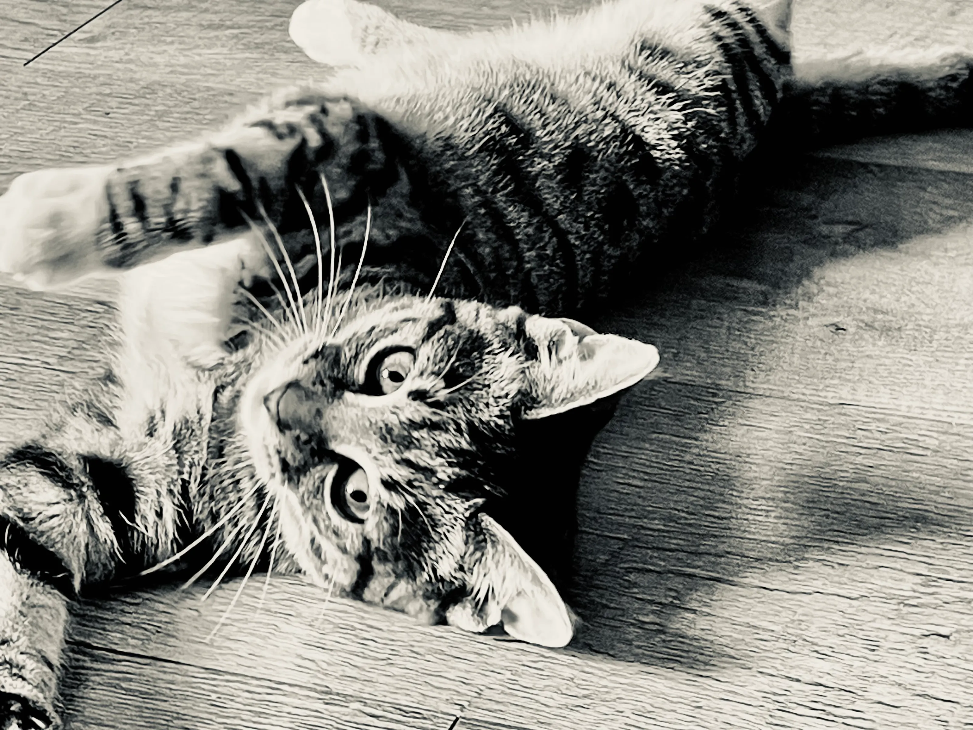 Cat In Black And White