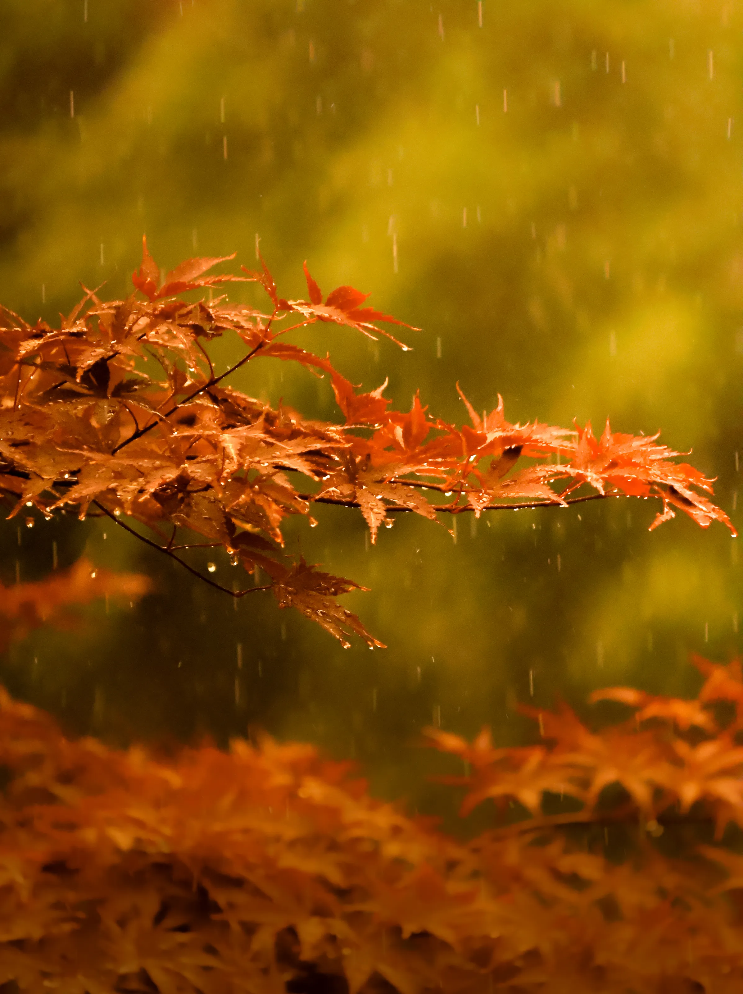 Orange in the rain