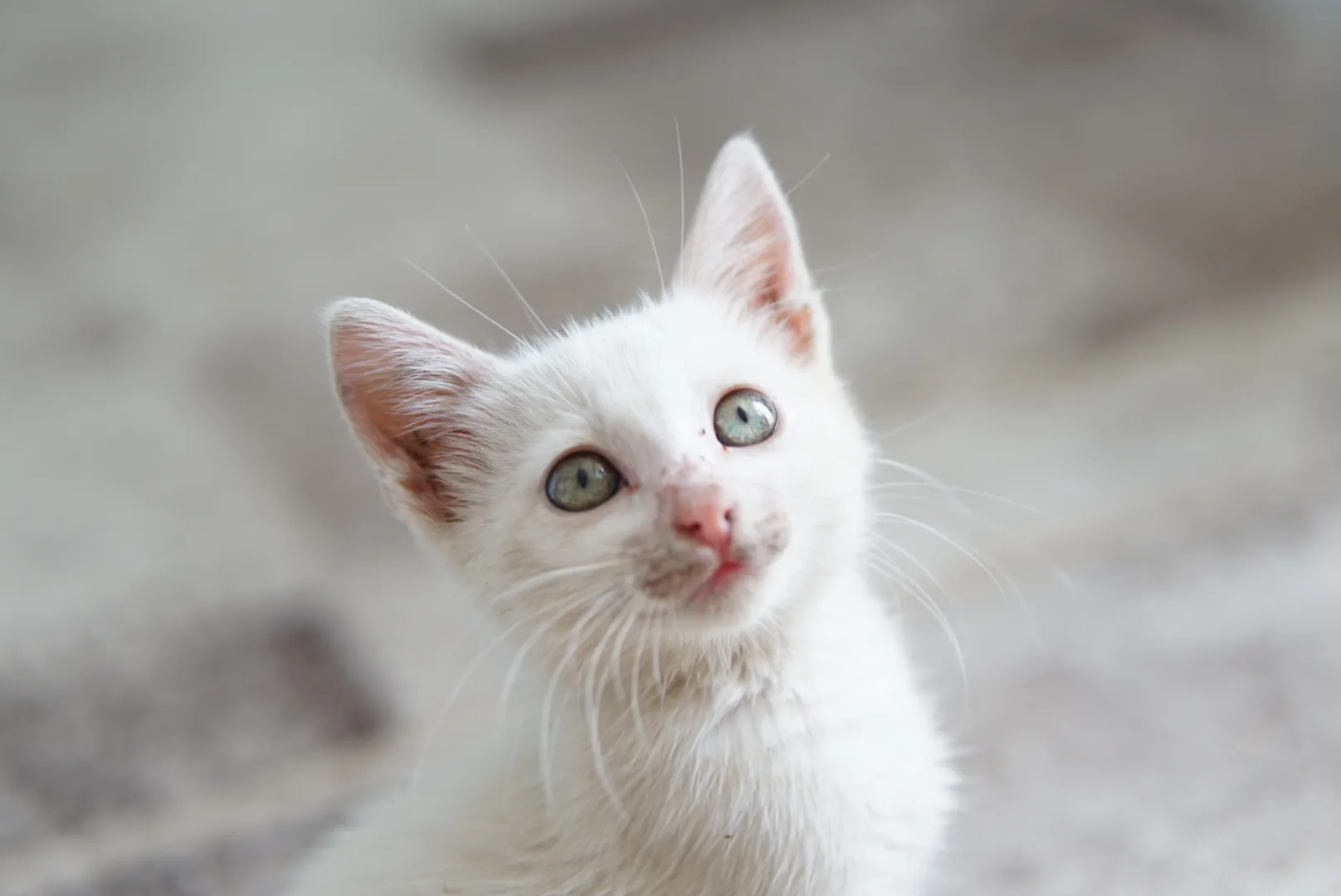 White kitten