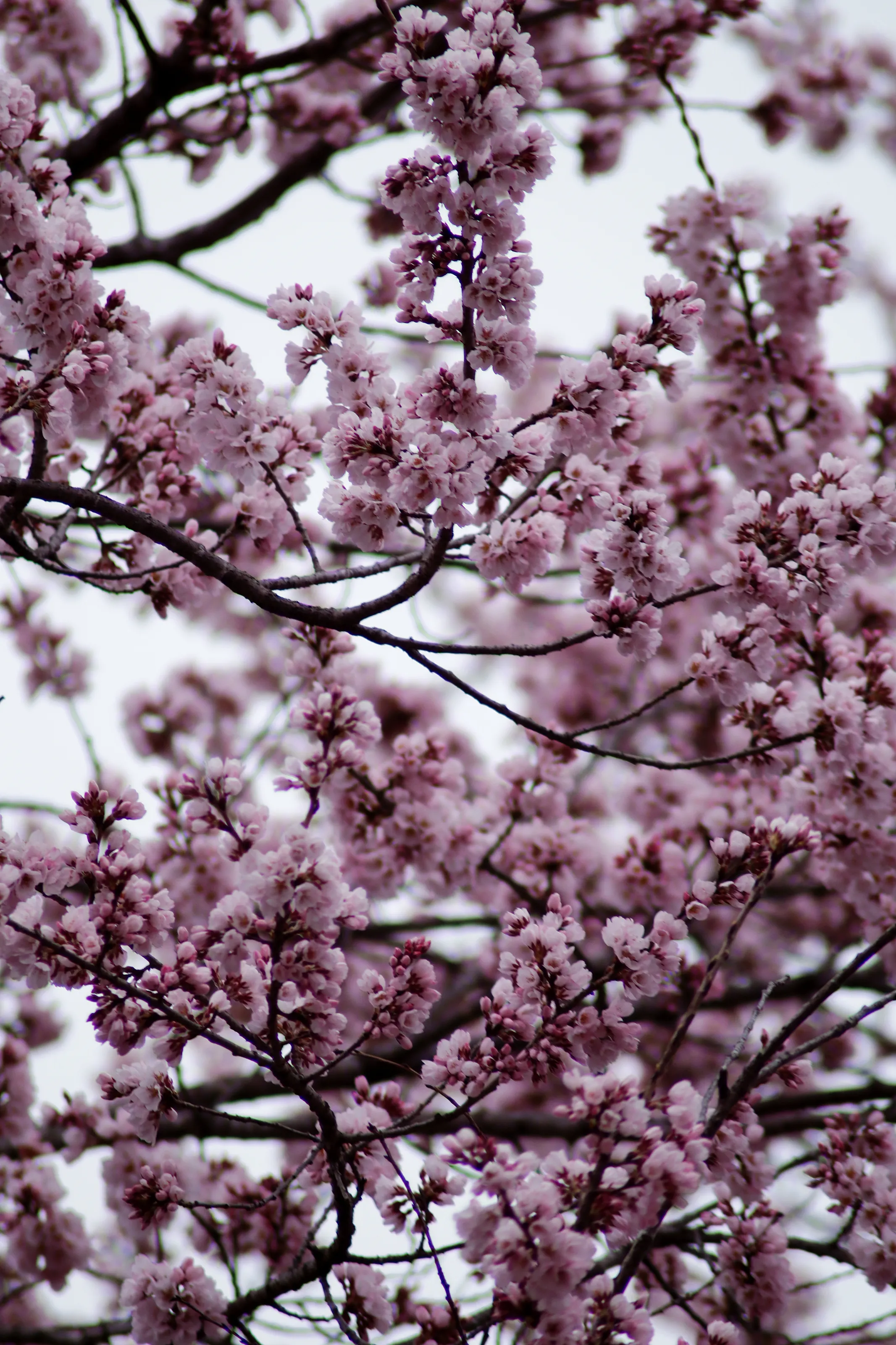 beautiful sakura in April