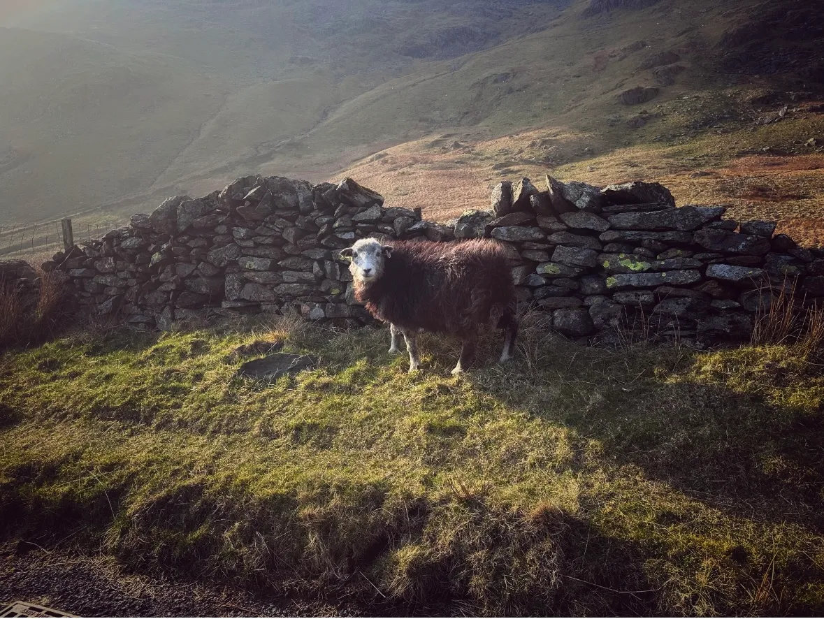 Beautiful mountains but the sheep said hi 🐑