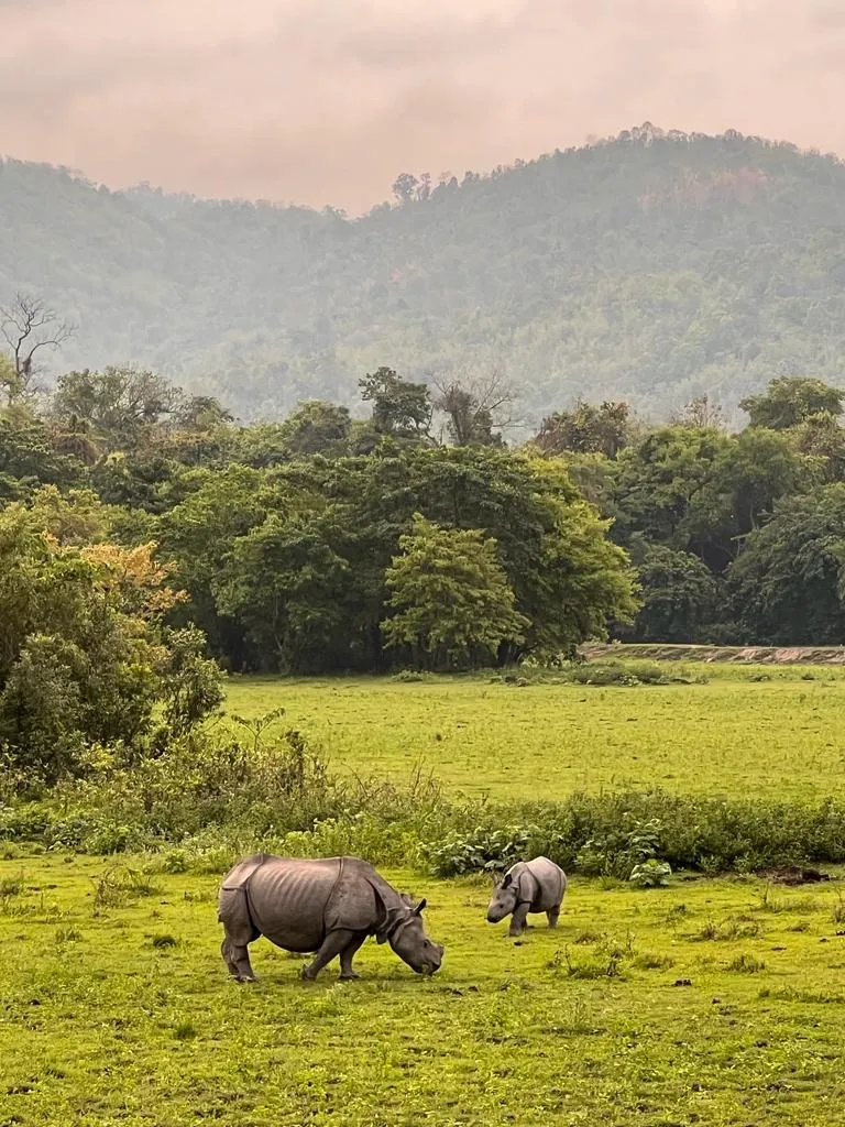 Armoured Grace – The One-Horned Guardian of Kaziranga