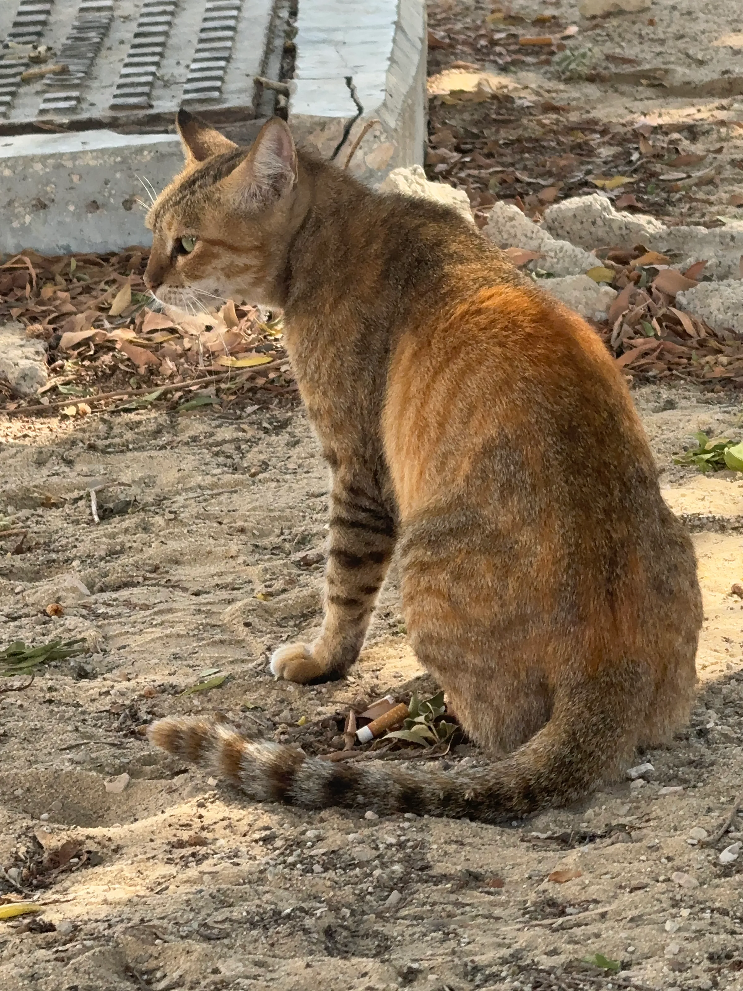 Beautiful cat