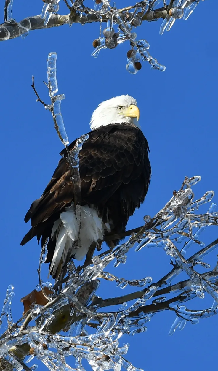 Entry 25160668