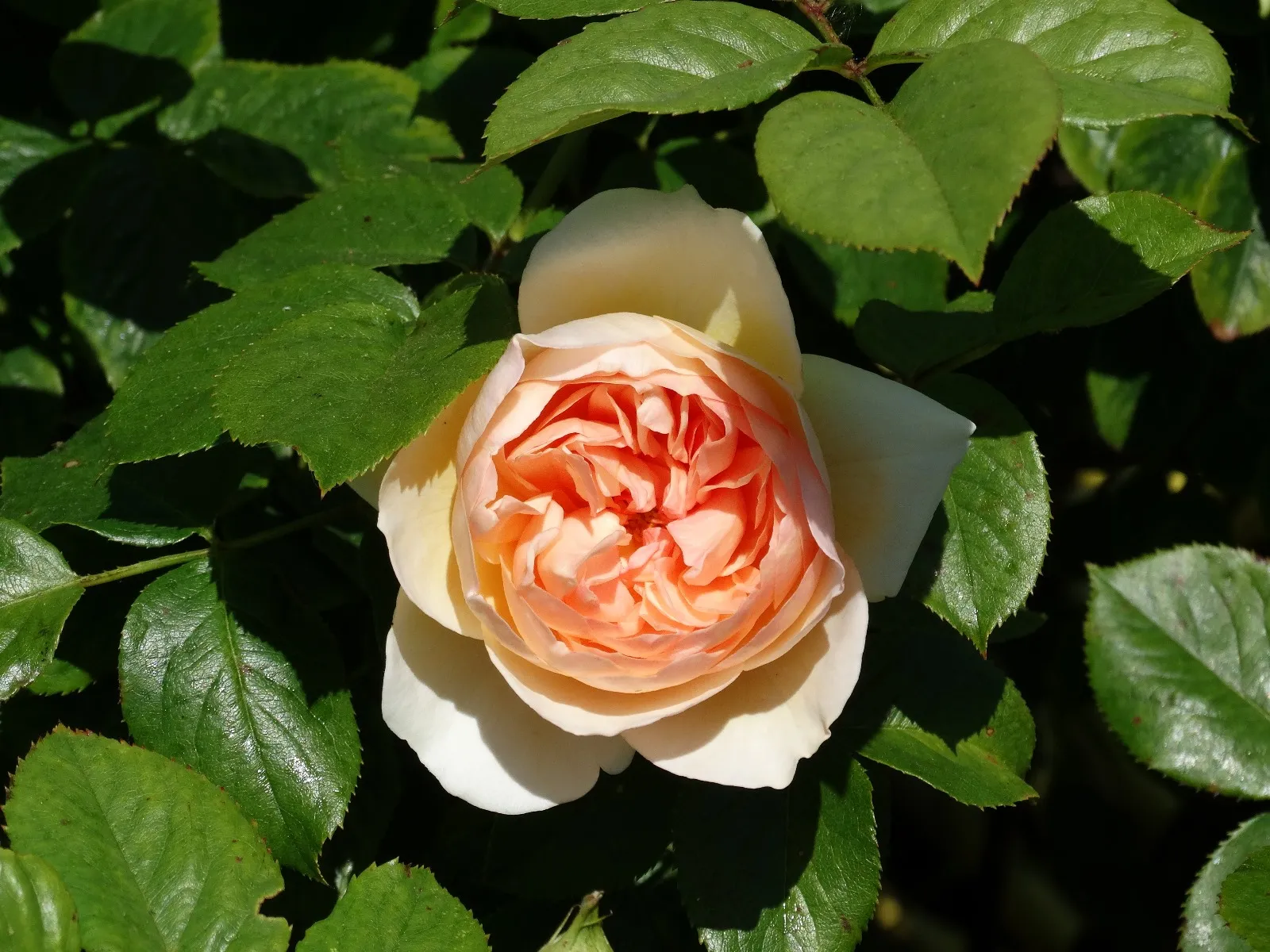 Centre of a Rose
