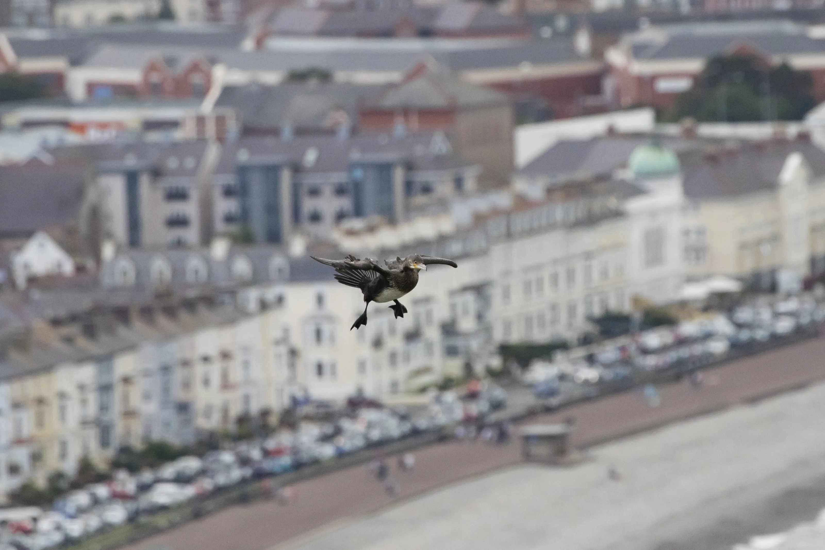 Llandundo Cormorant