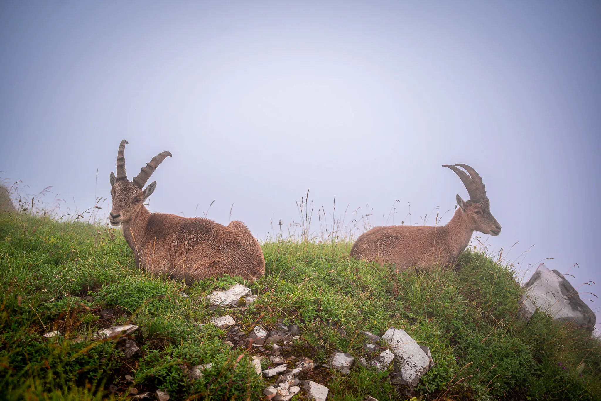Ibex of the Augstmatthorn