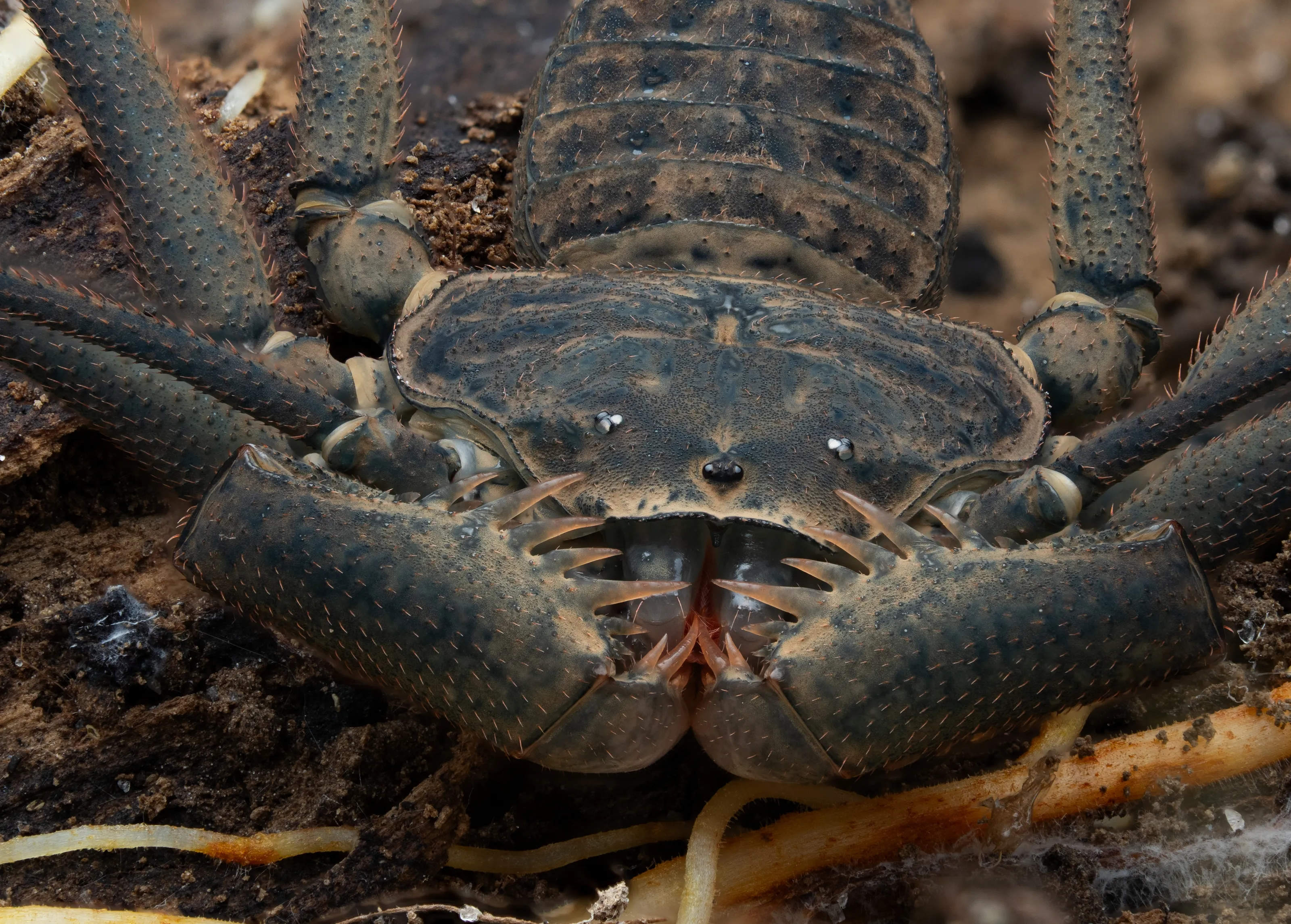 Paraphrynus, a barely known Tailless Whipscorpion