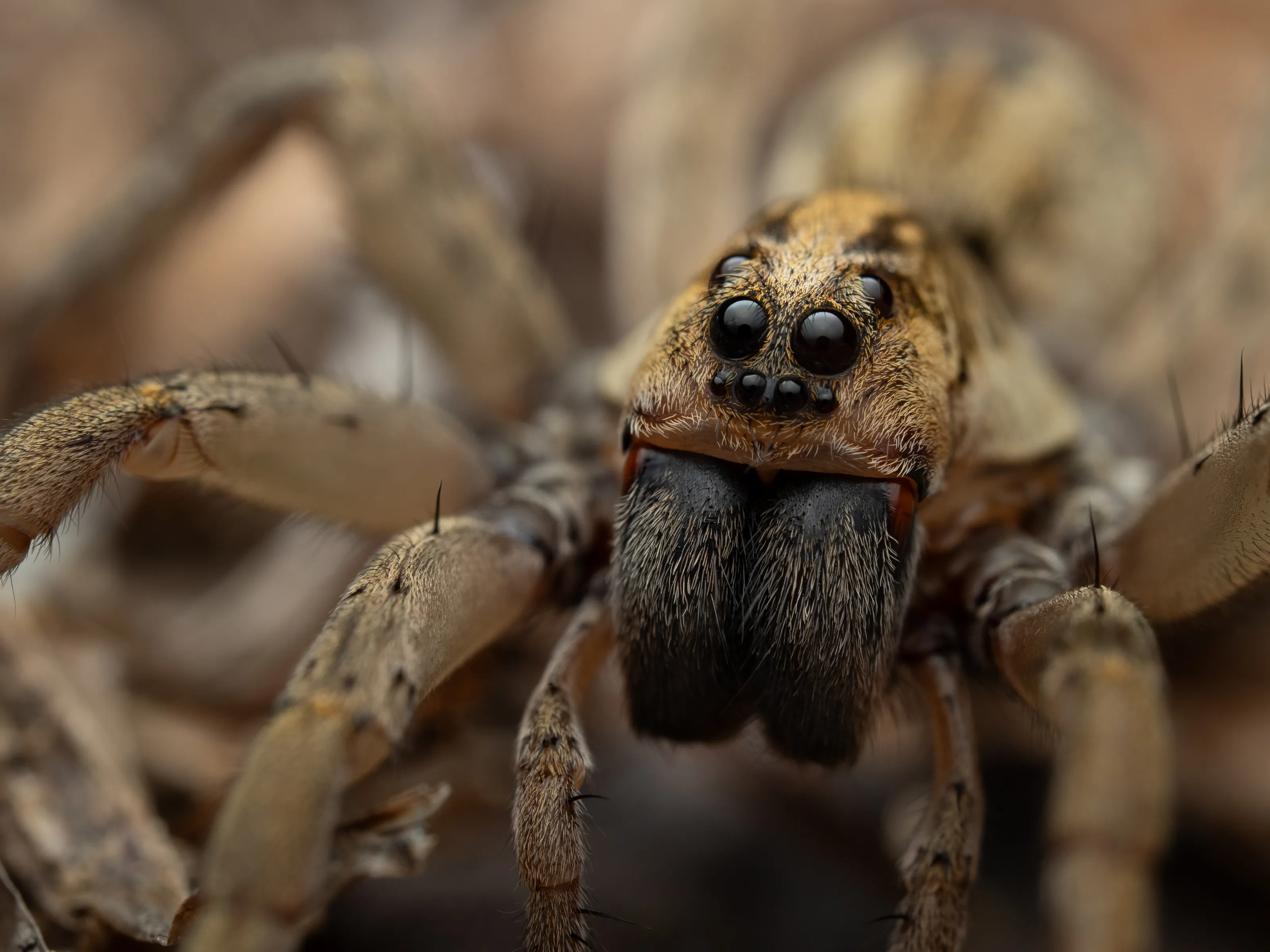 A beautiful Wolf Spider