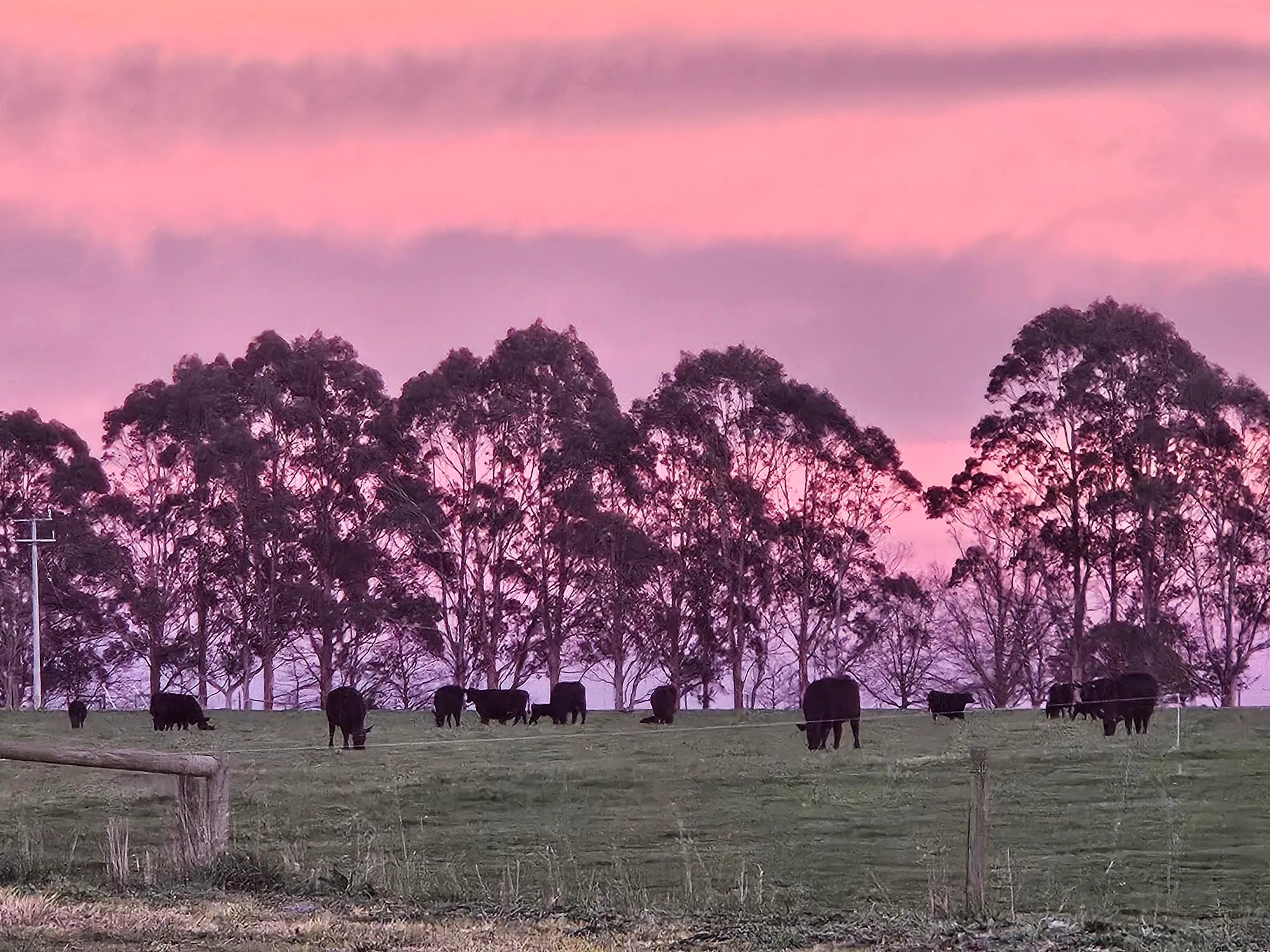Morning cows