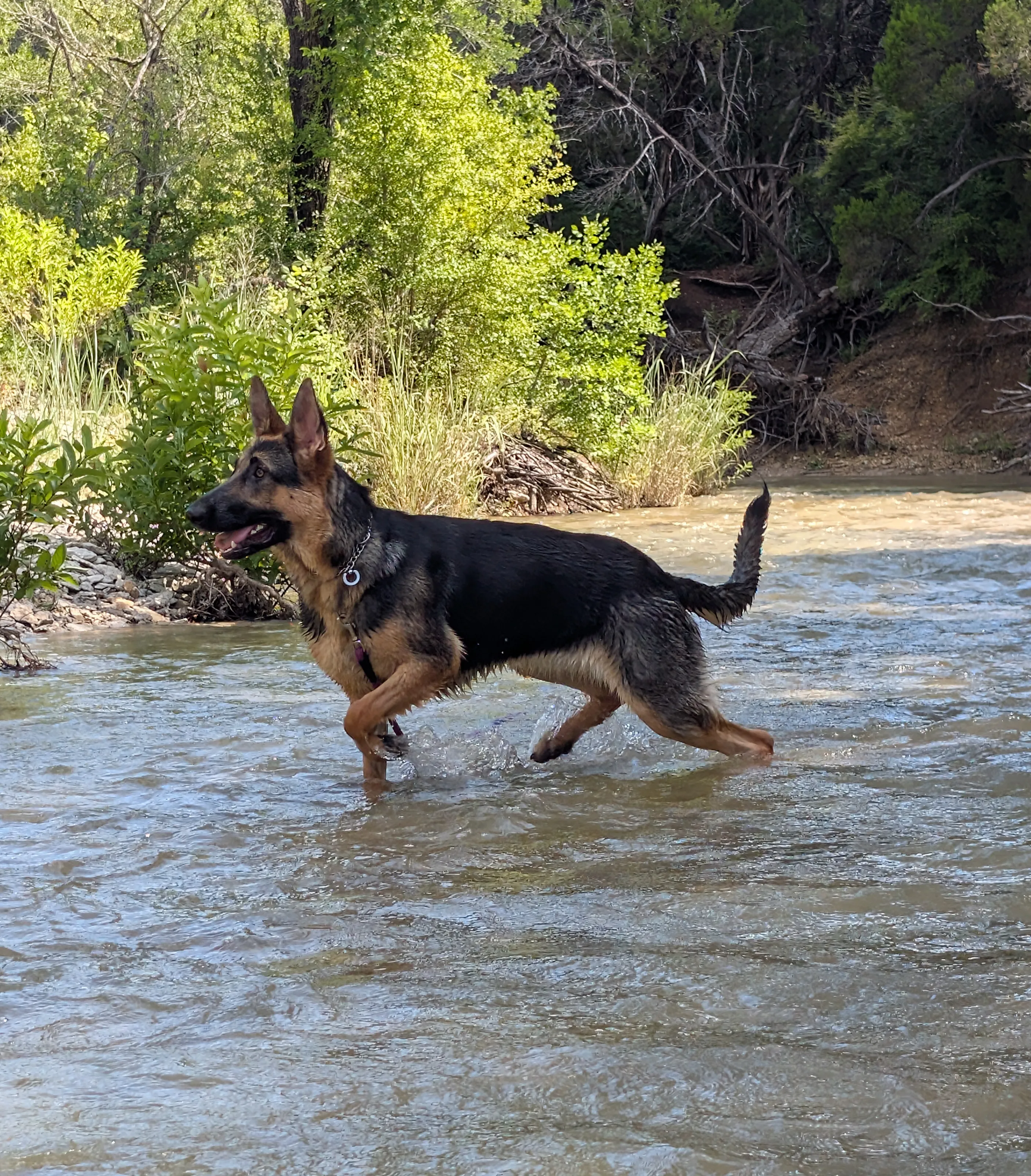 German Shepherd Dogs (Alsatians)