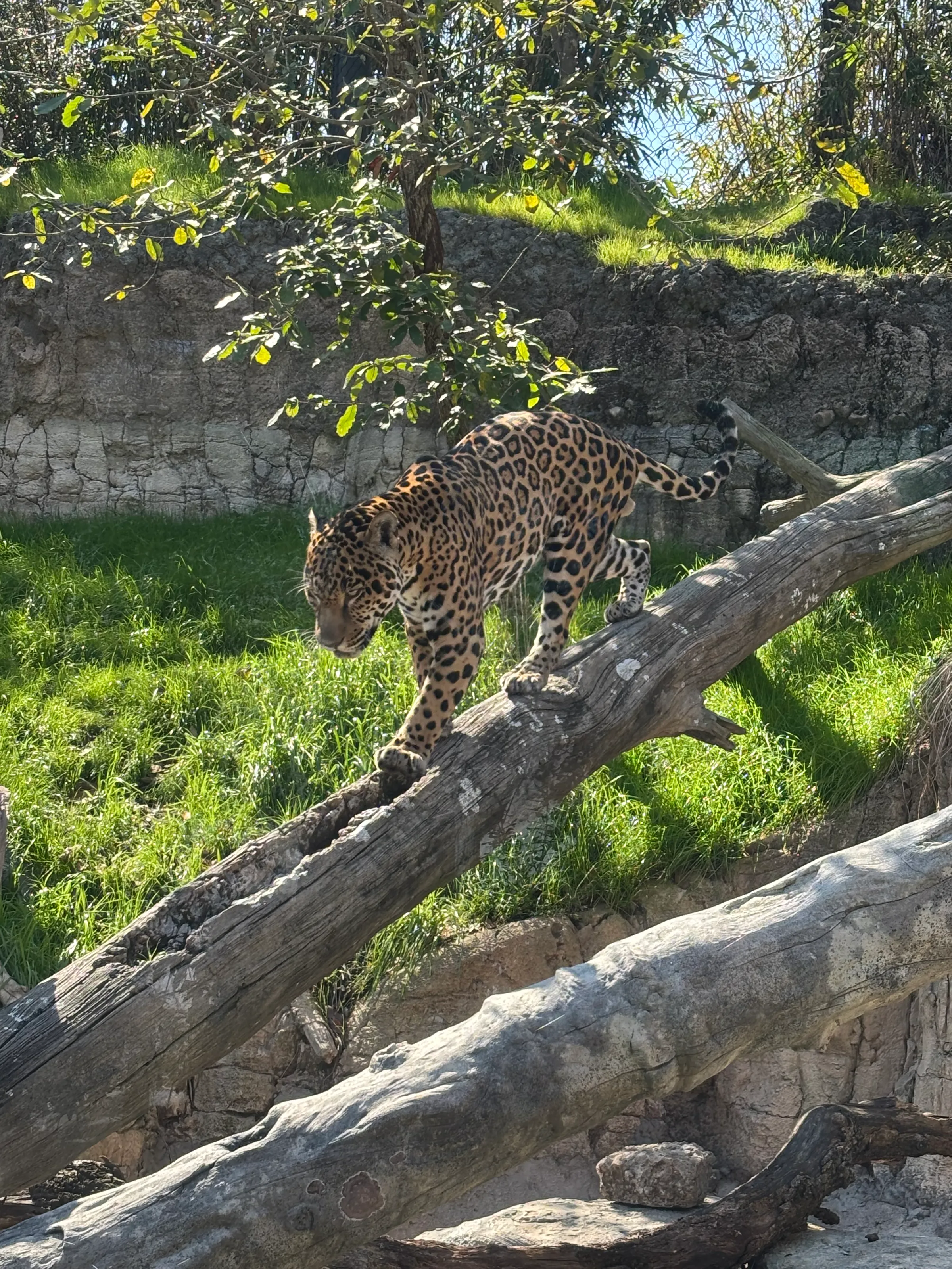On the Prowl.