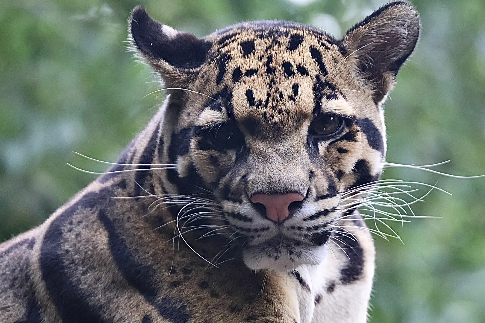 Clouded Leopard