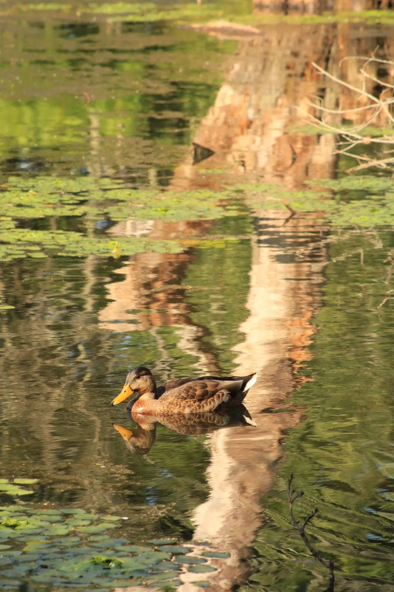 duck
