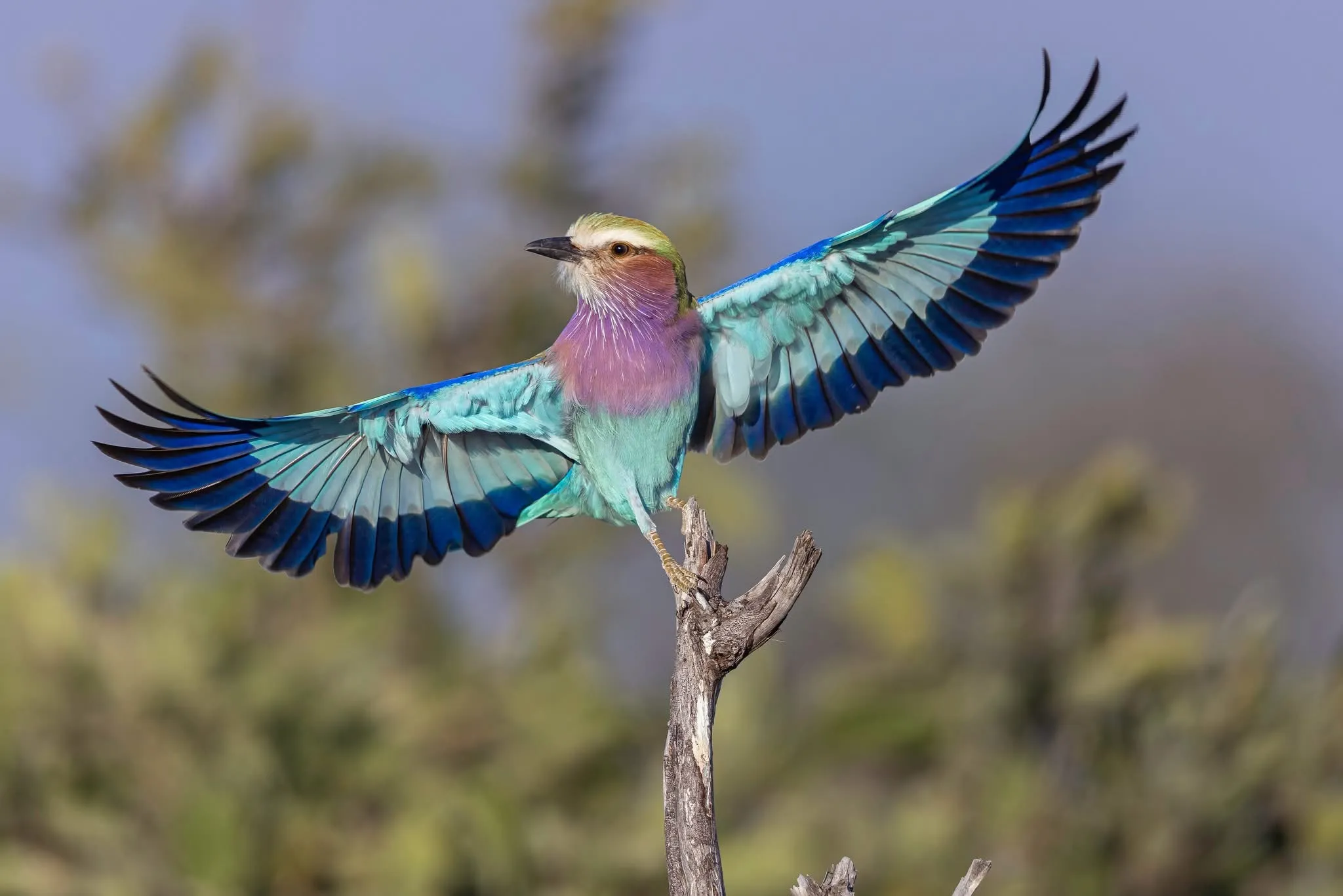 Lilac Breasted Roller :Showing off it’s colors
