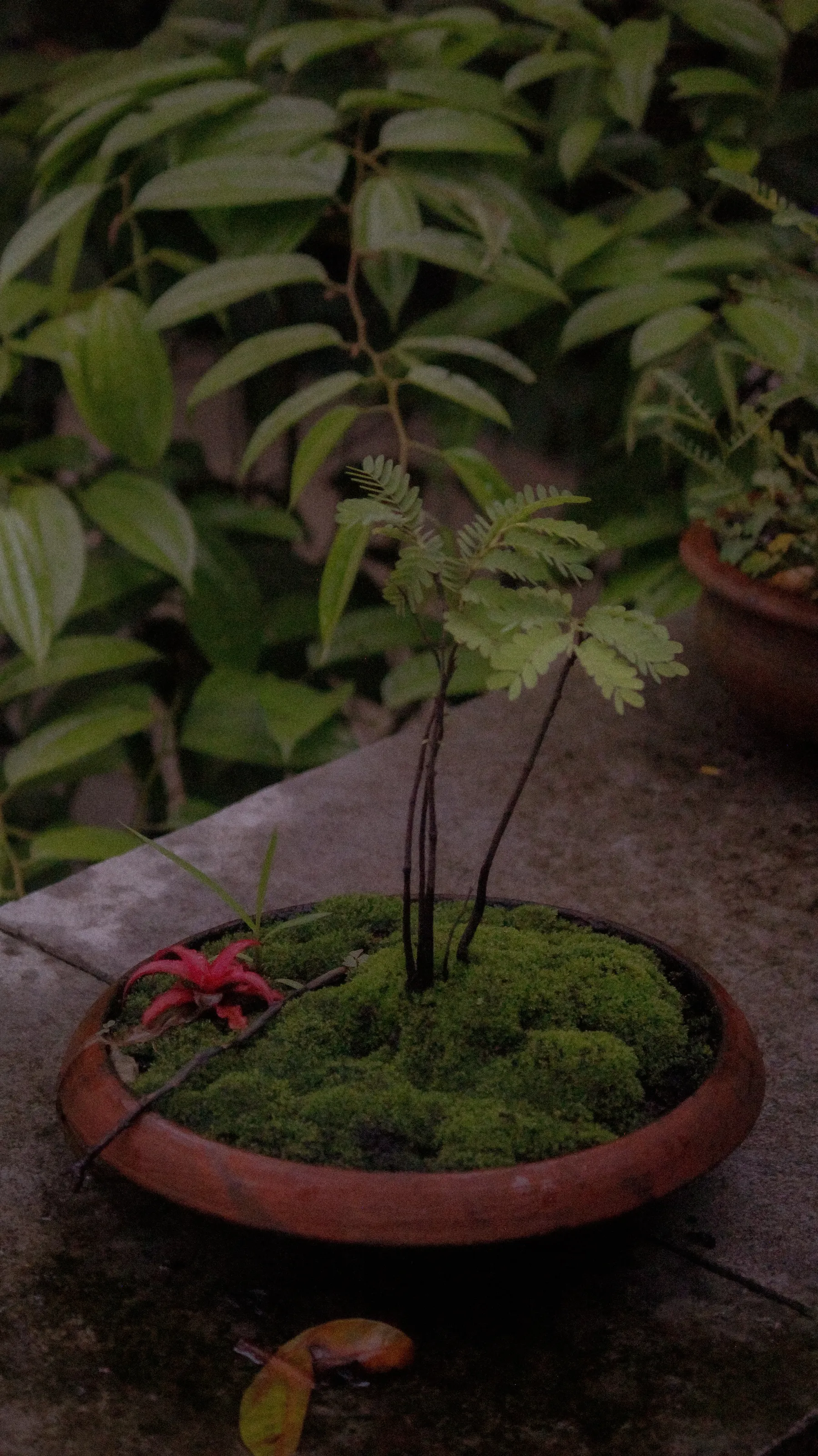 Moss art