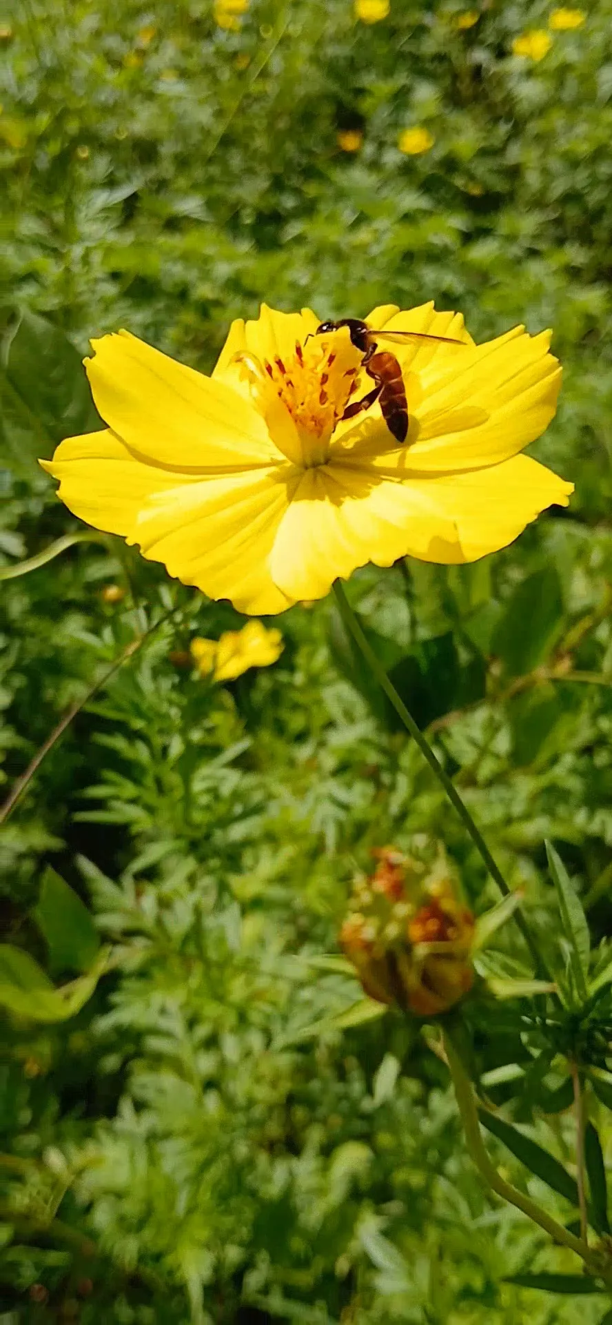 Cosmos and her friend