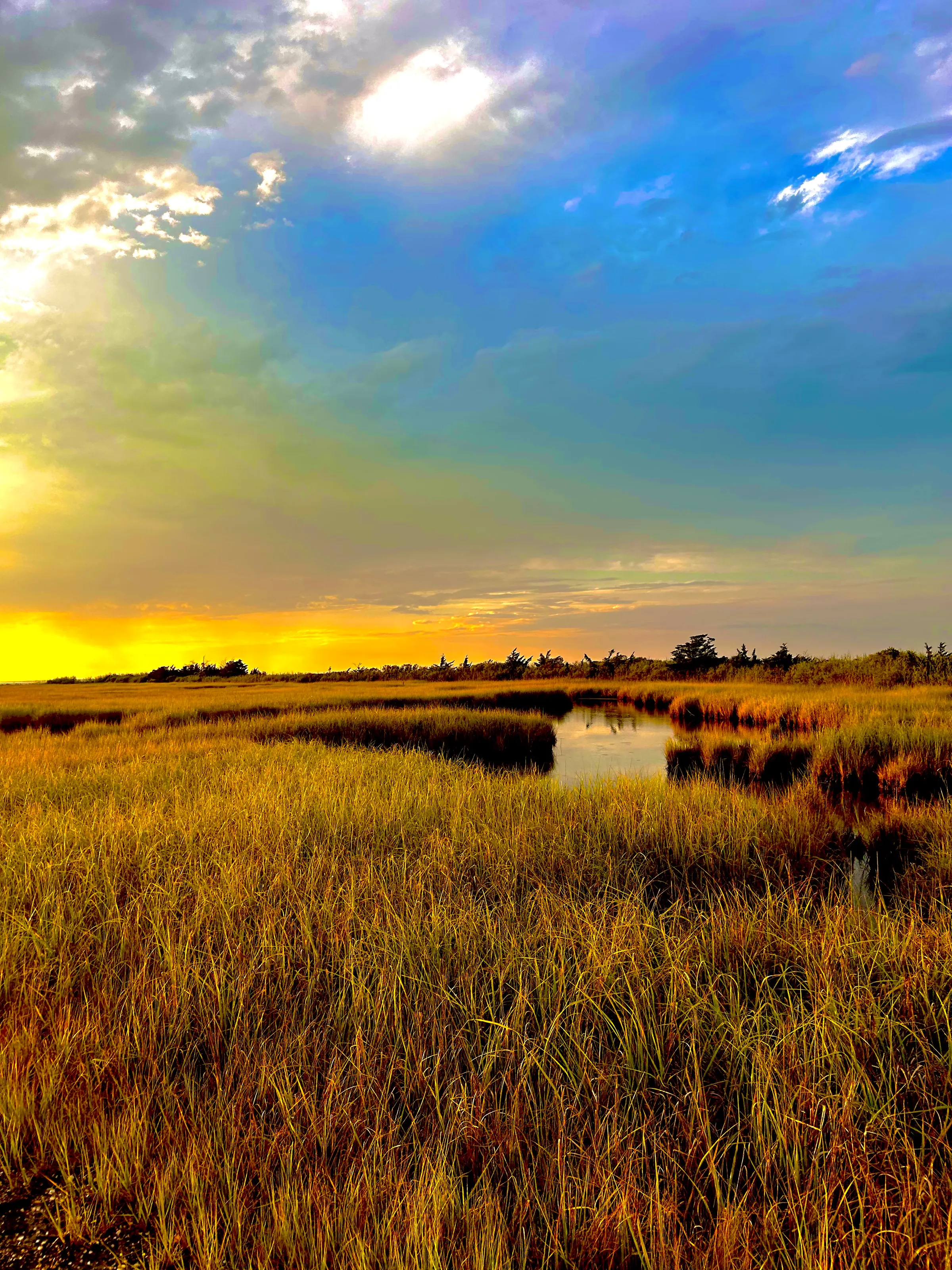 Marsh land