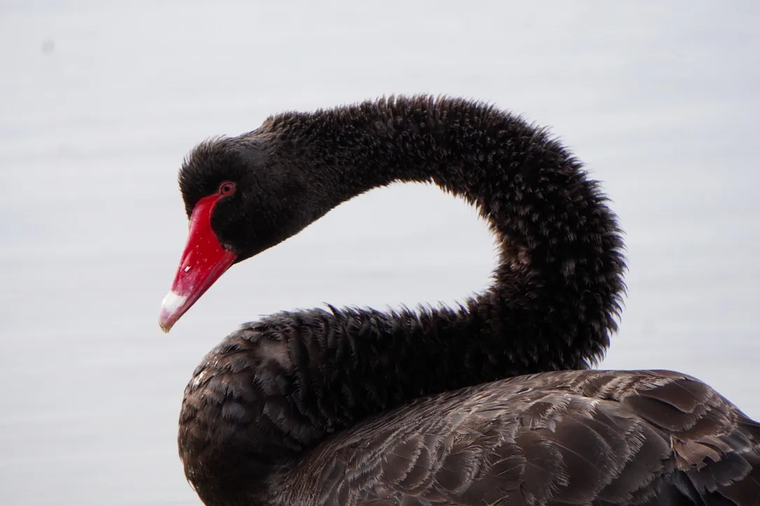 Black Swan