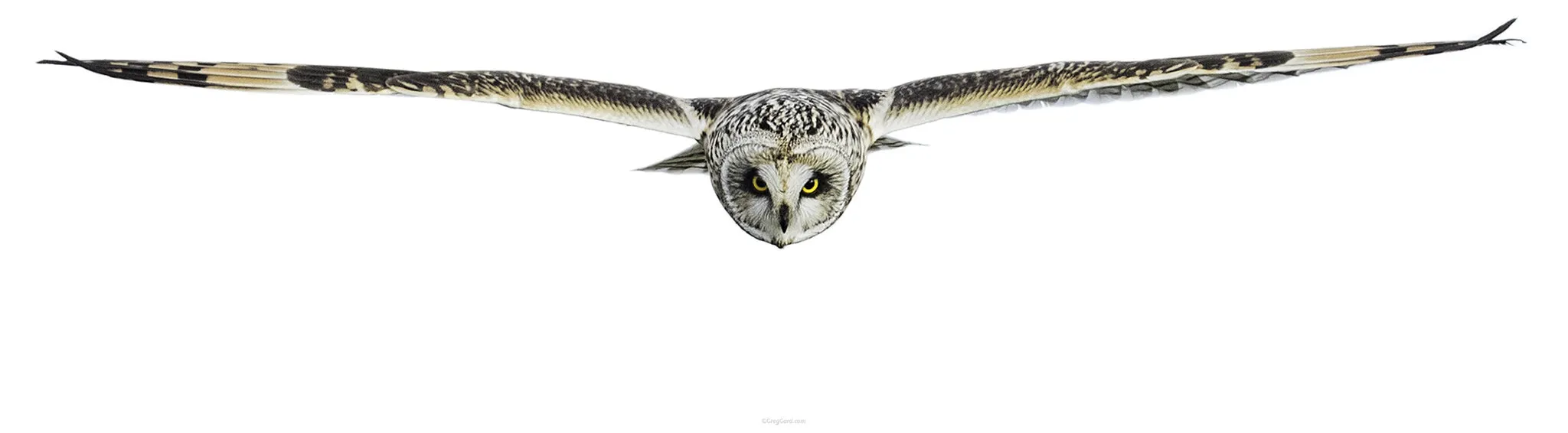 Short-eared Owl