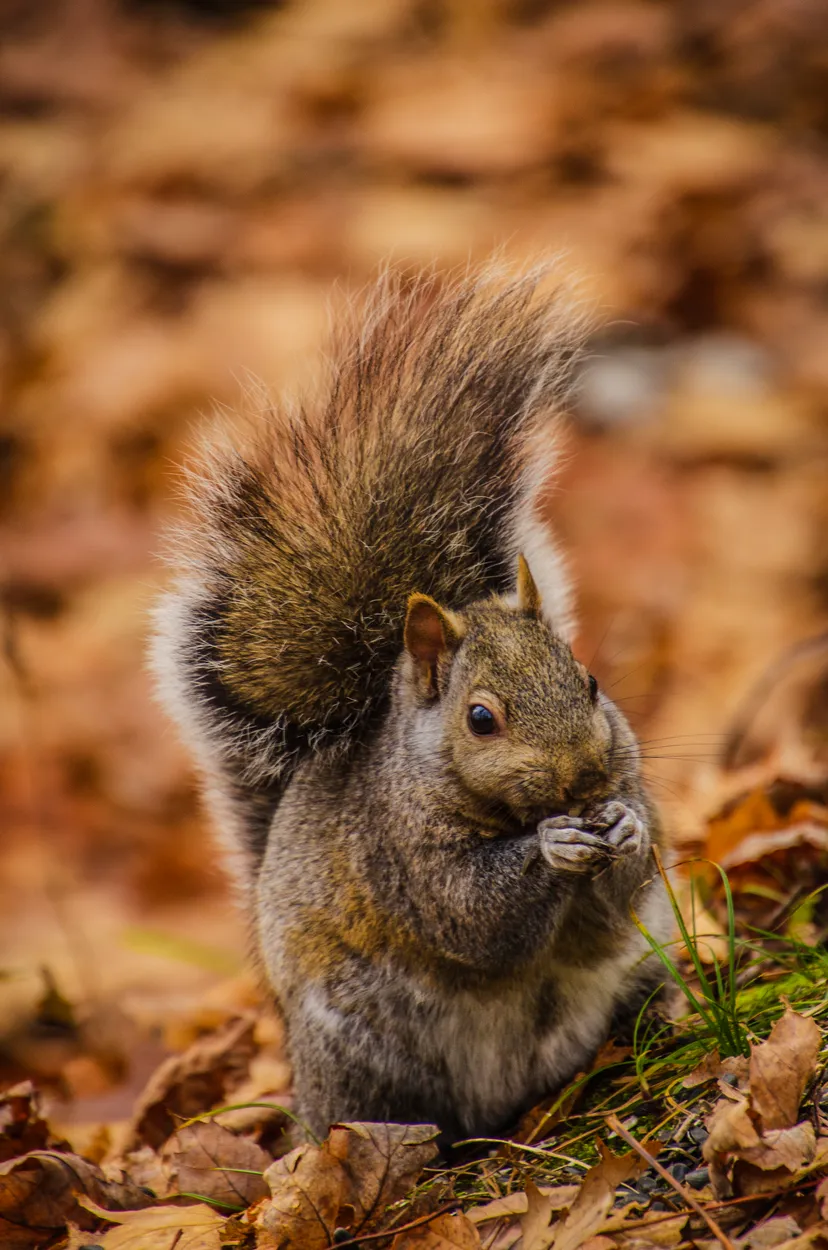 Entry 25168636
