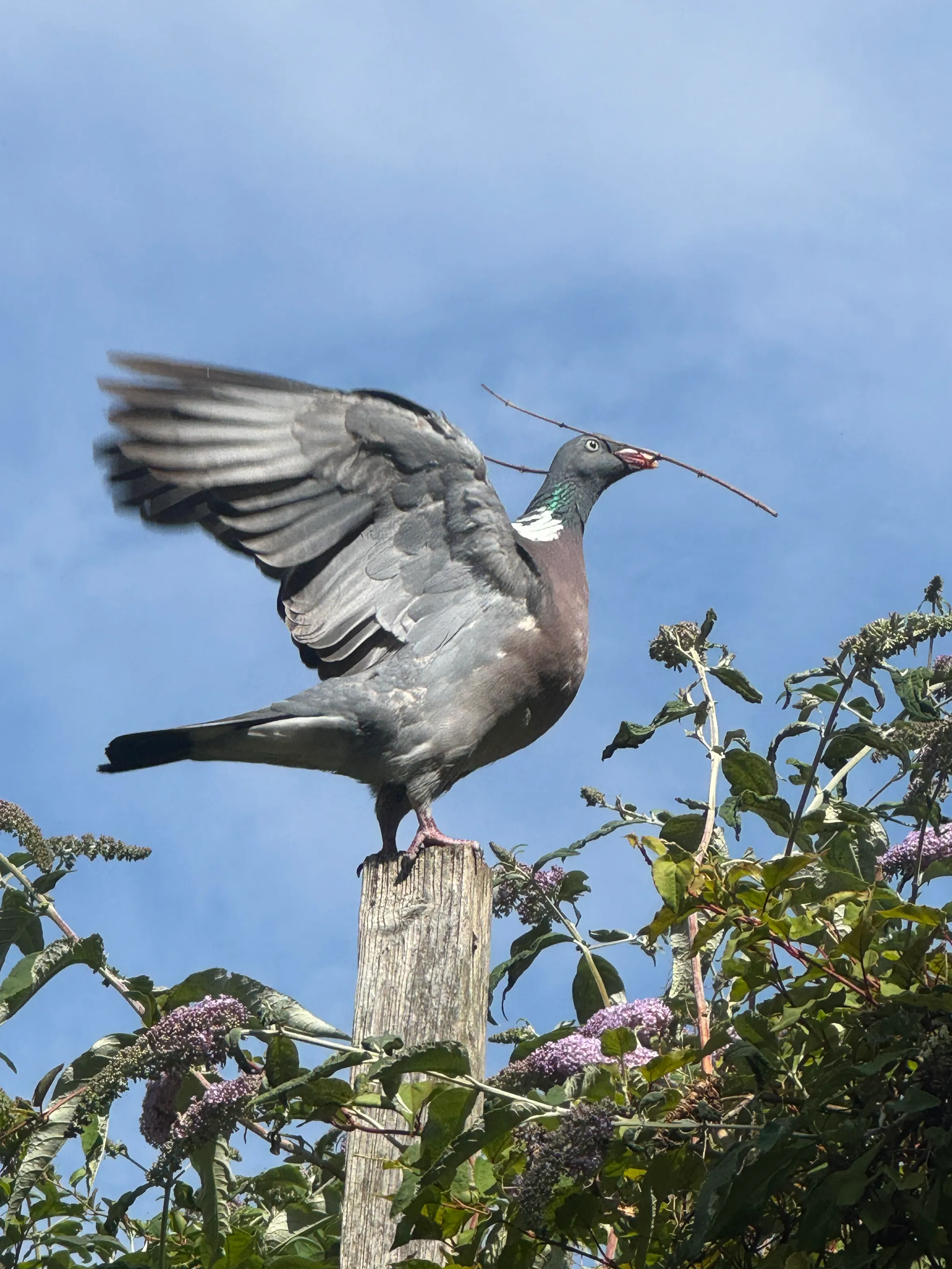 Bird