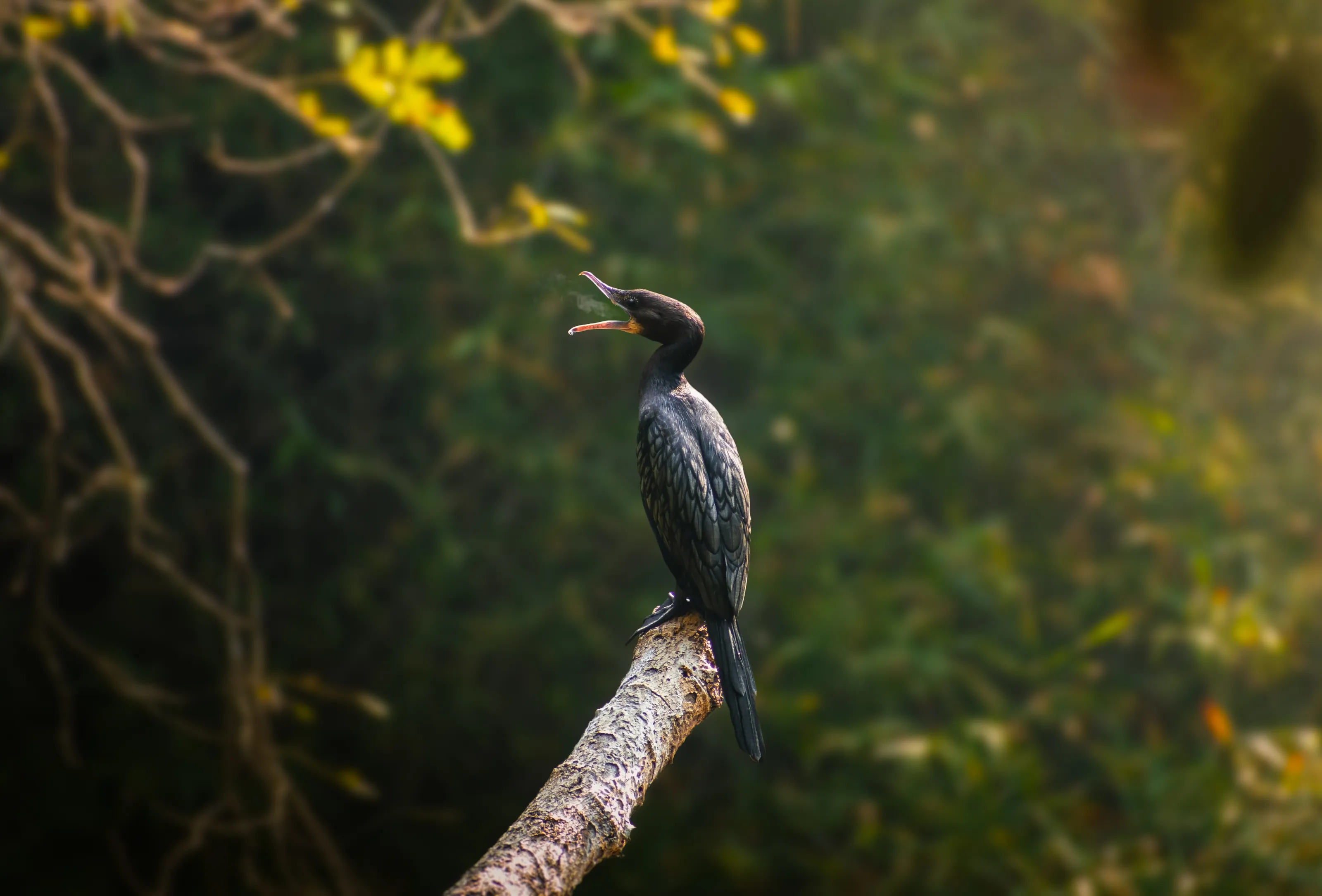 The cormorant