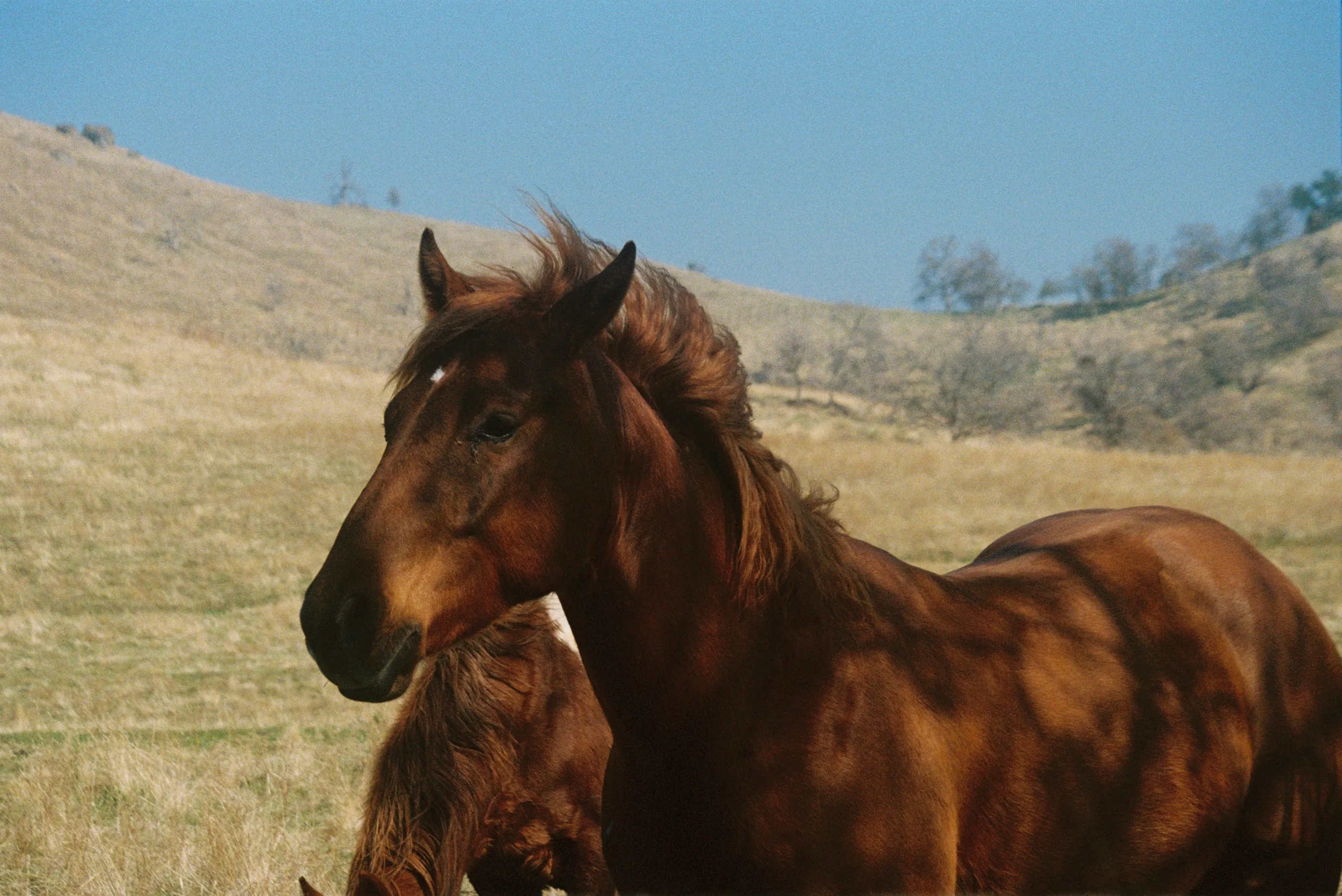 Horse I’m the wind