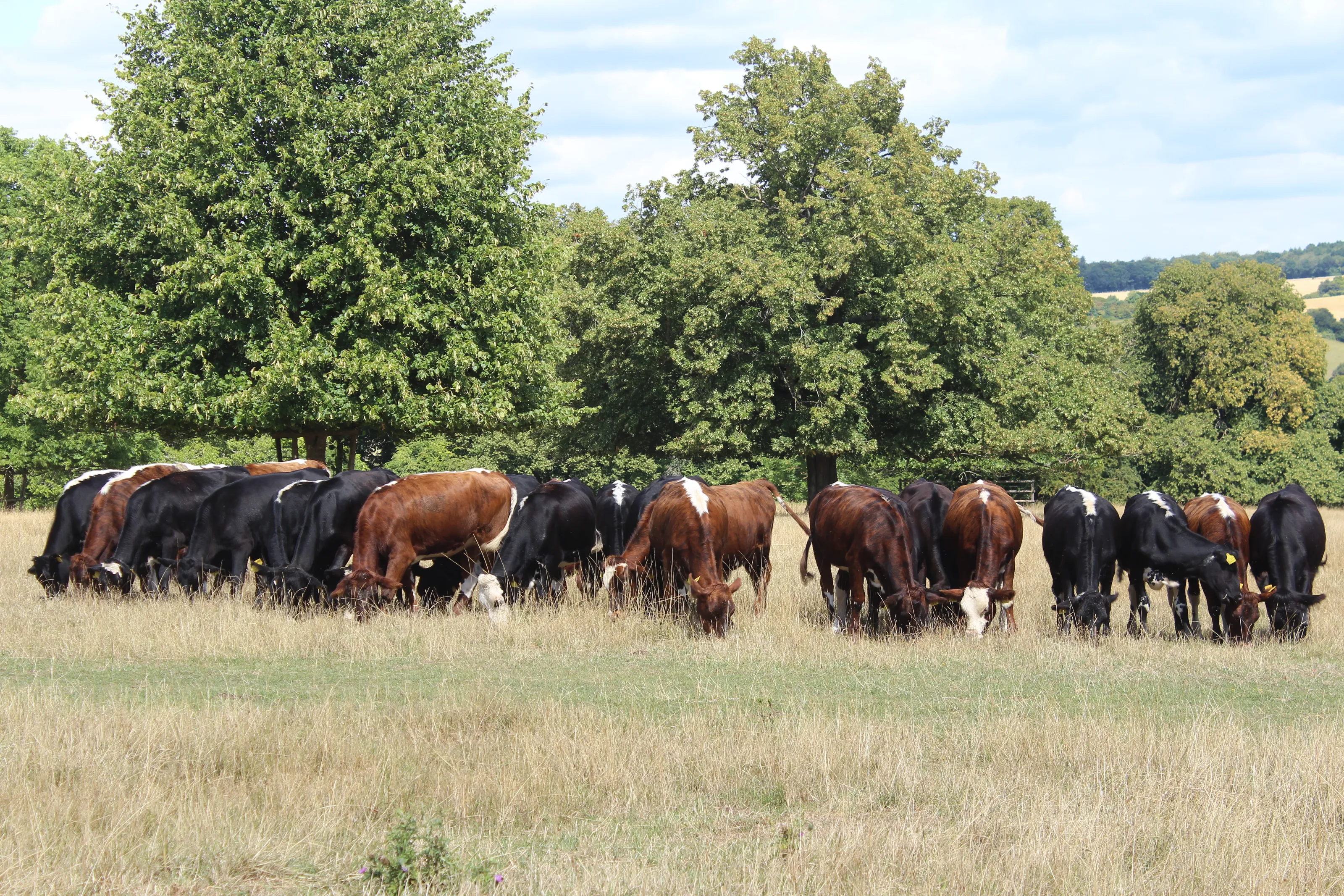 Cows grazing