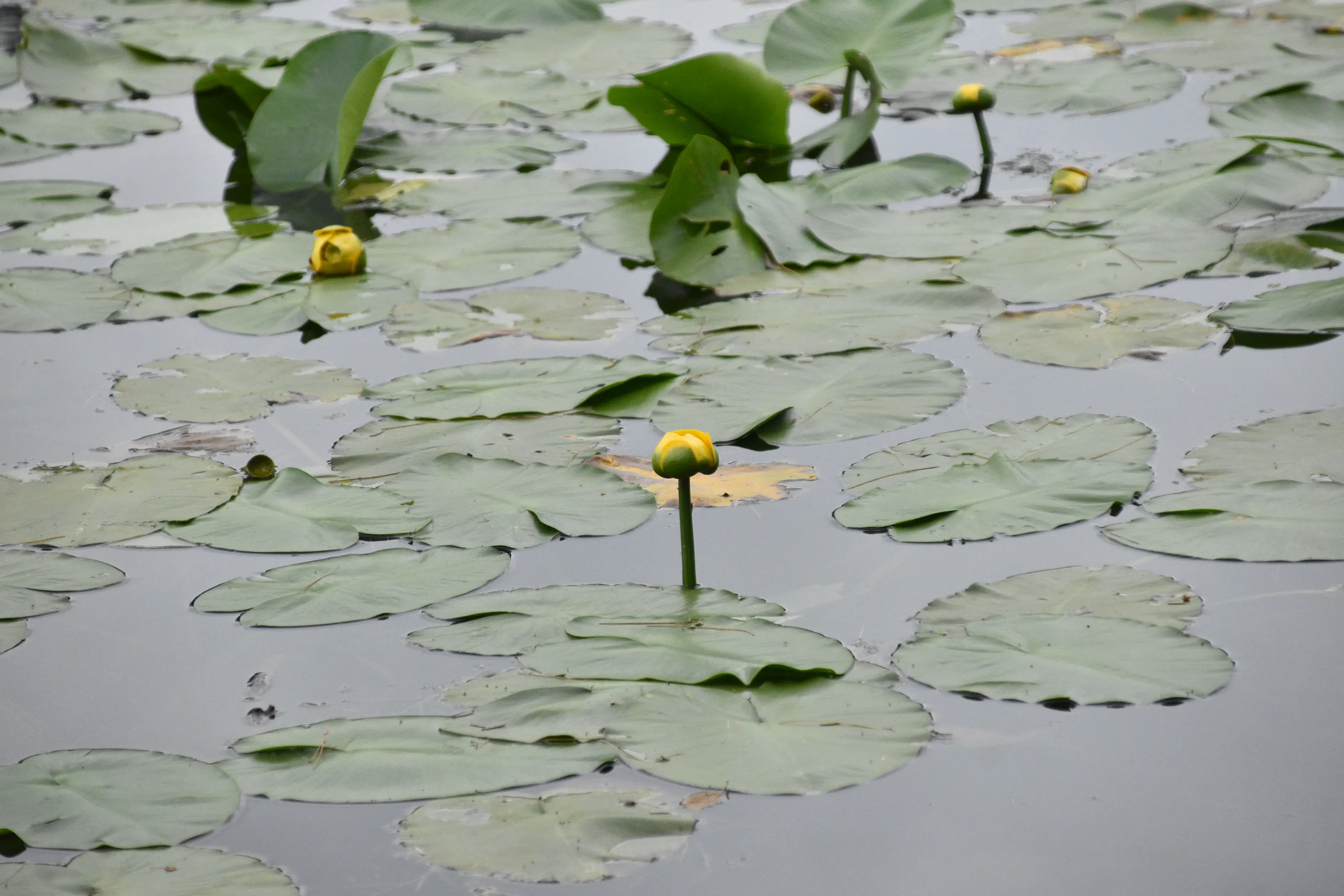 Lily Pads