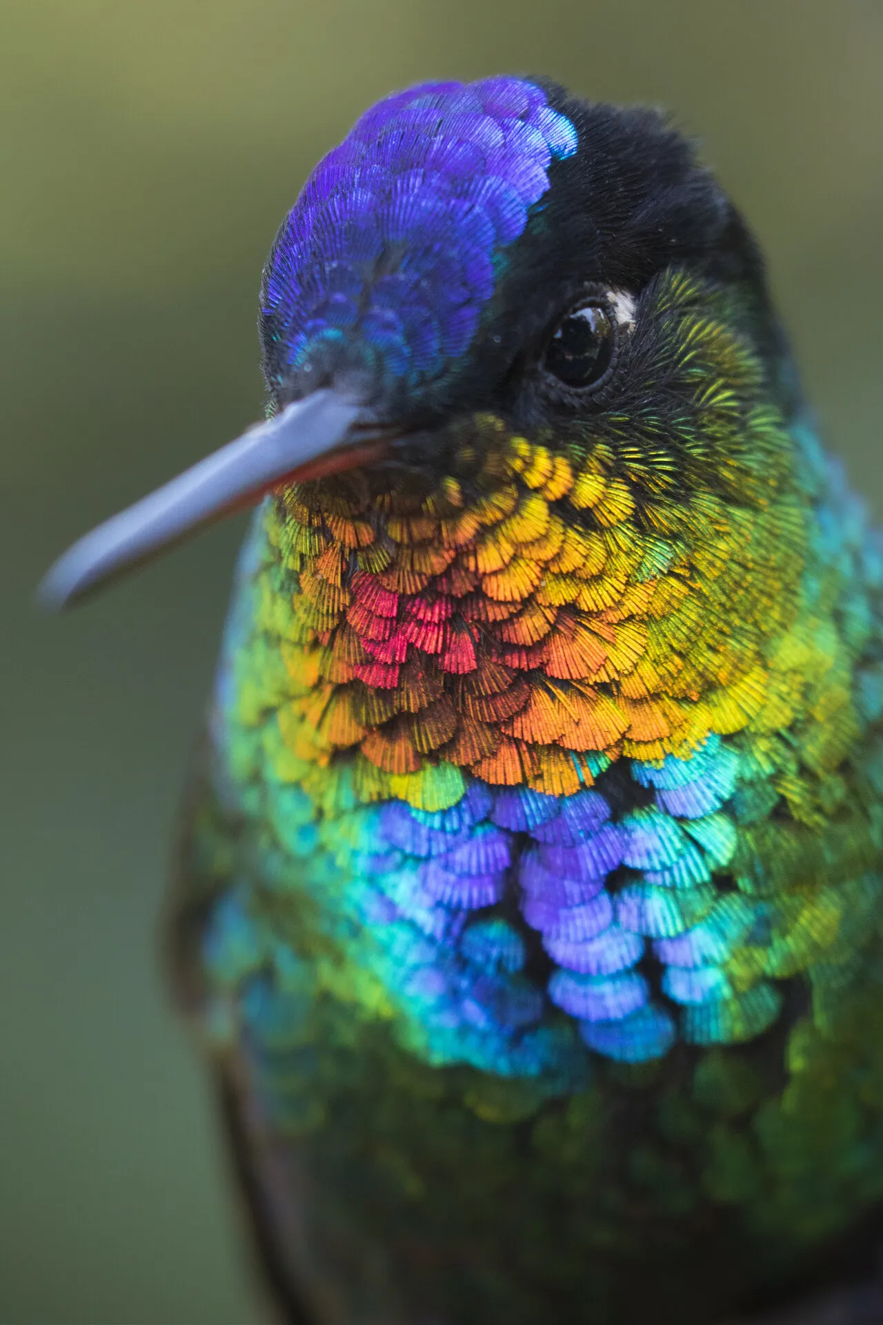 Fiery-throated Hummingbird